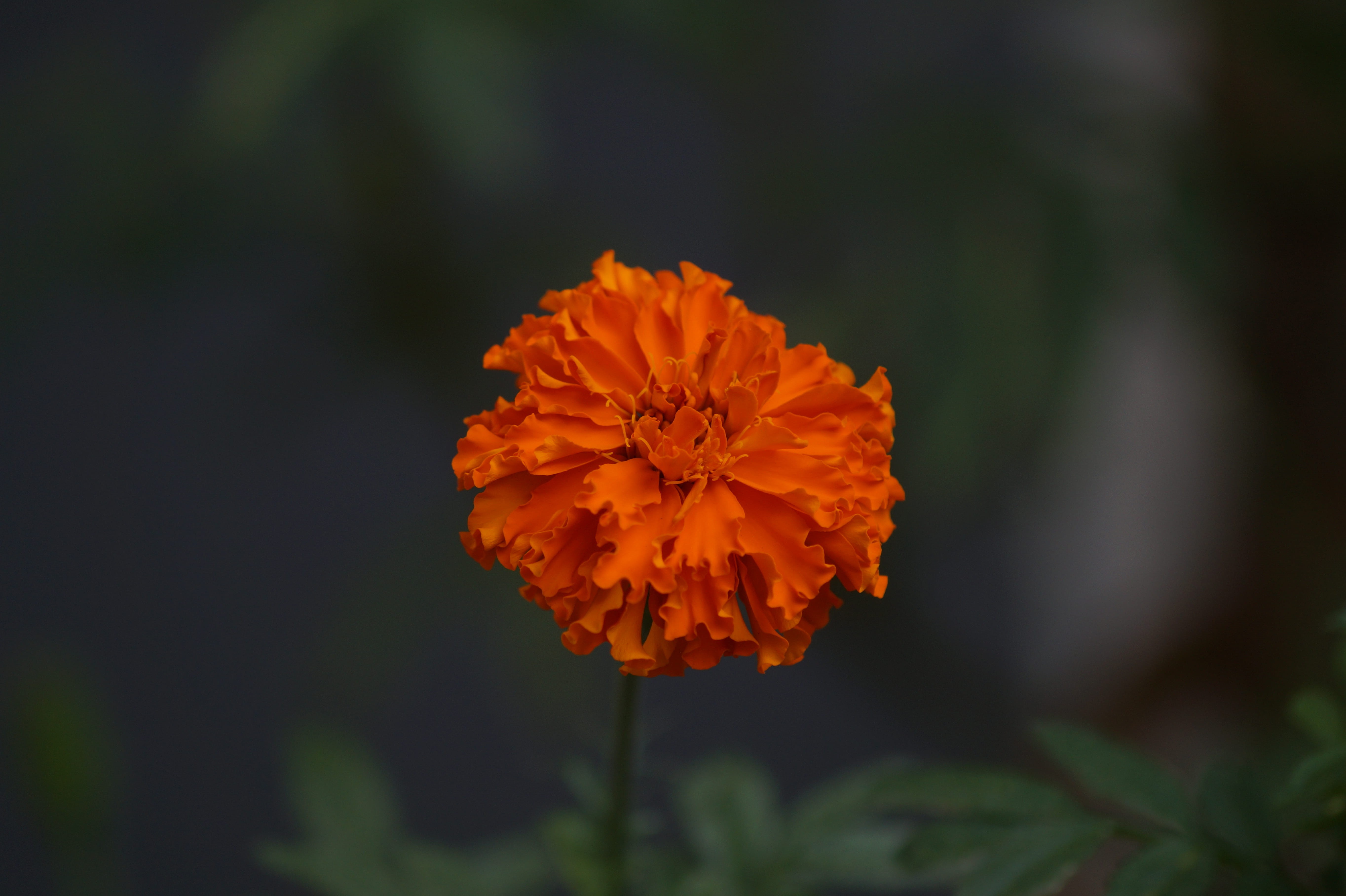 growth, beauty in nature, photooftheday, light, plant, nature, focus on foreground, close-up, photography, photo, coimbatore, orange, inflorescence, fragility, HD Wallpaper