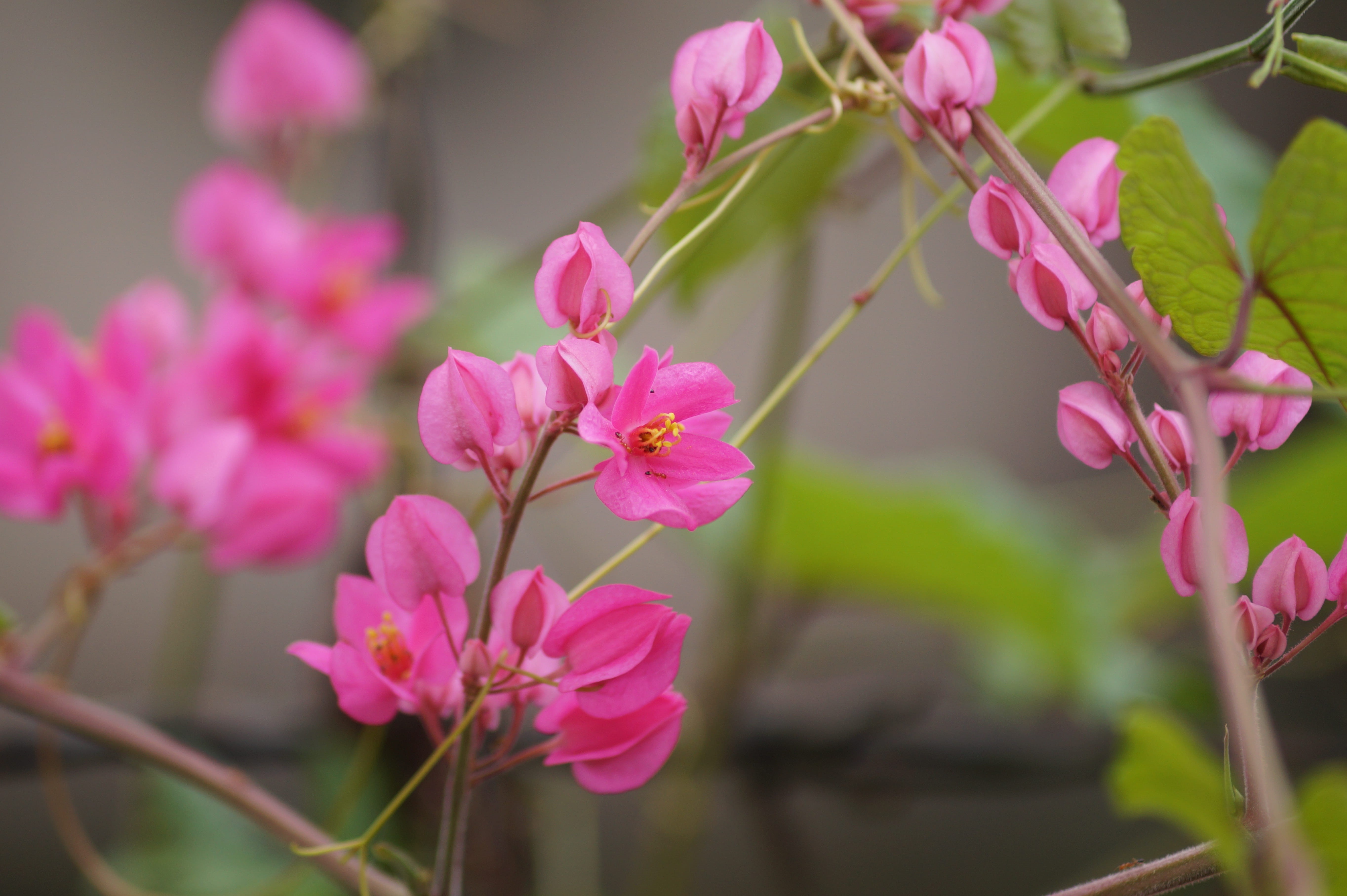 5K, freshness, springtime, vulnerability, flowering plant, plants, 2017, garden, naturelovers, cute, flower, pink color, daylight, green, petal, beauty in nature, HD Wallpaper