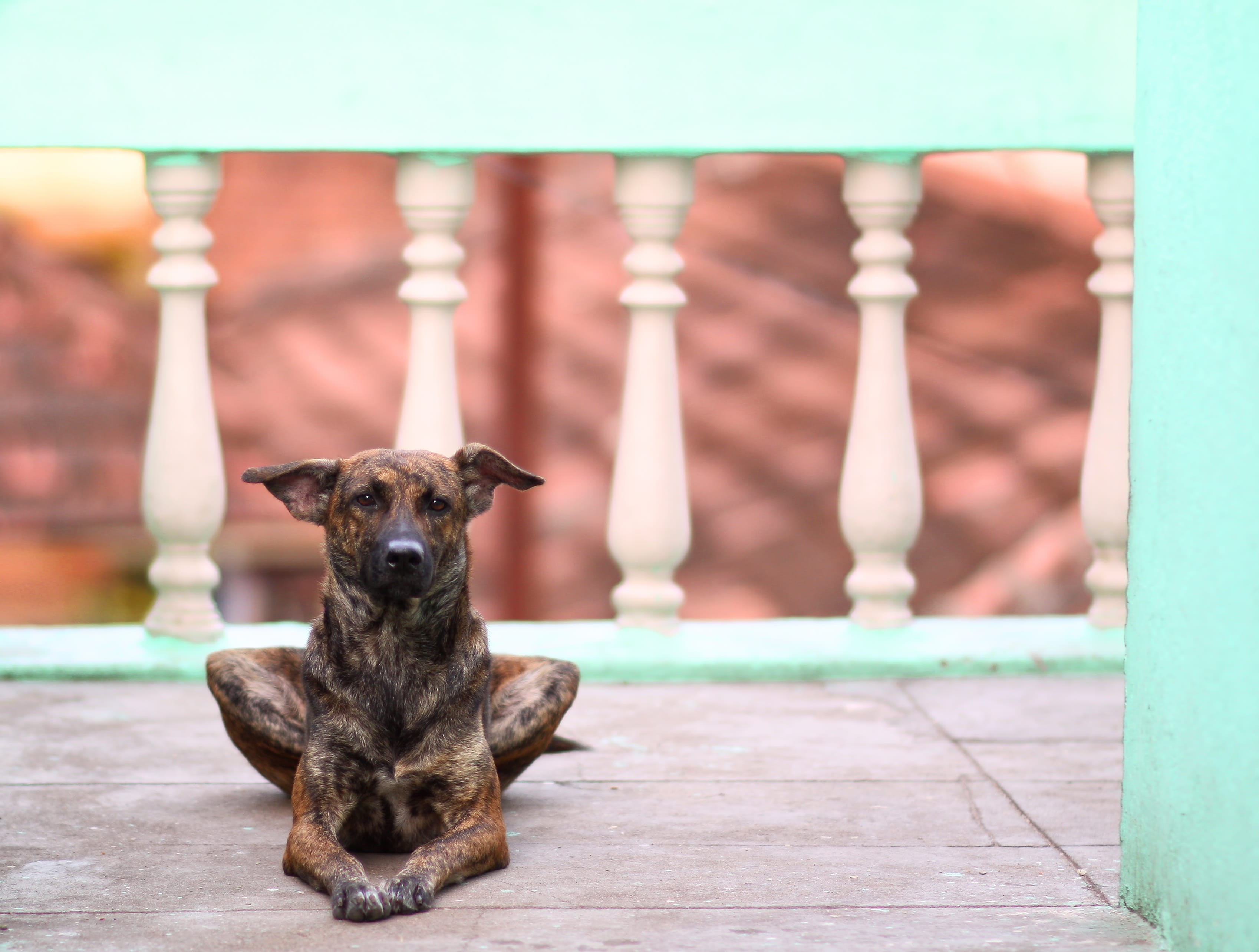 coimbatore, no people, 2K, looking at camera, domestic, outdoors, relaxation, domestic animals, portrait, india, dog, pets, canine, footpath, one animal, HD Wallpaper