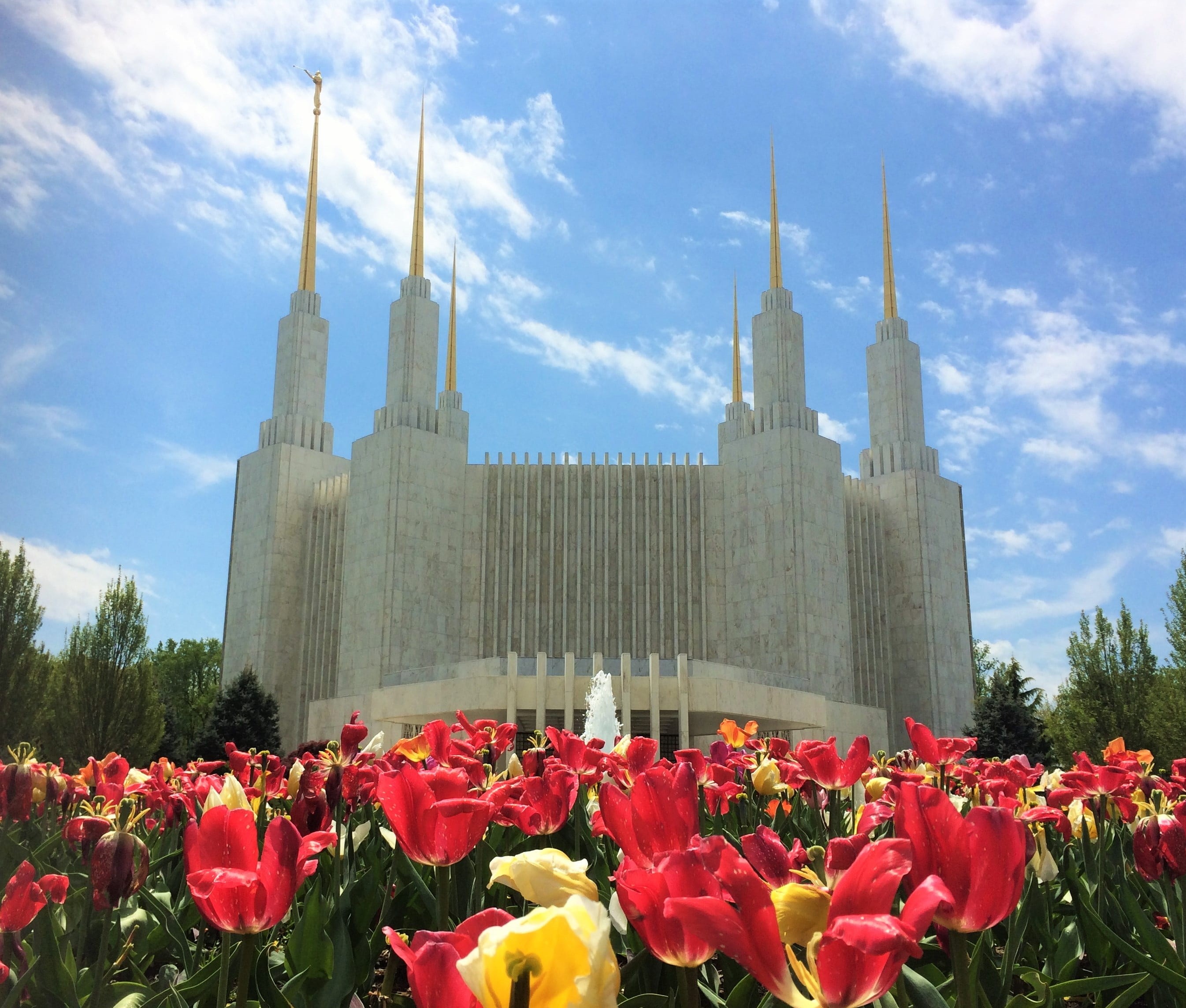 dc, christ, building, city, church, flowering plant, washington dc, spire, the past, fragility, built structure, flowers, flower head, building exterior, HD Wallpaper