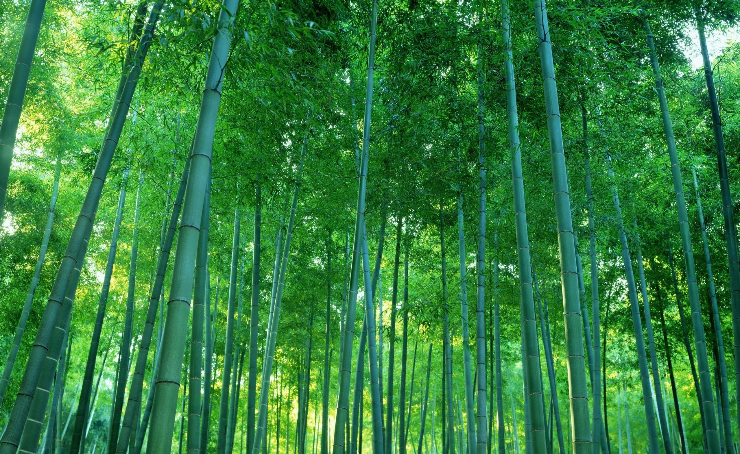 photography, 1080P, trees, bamboo, forest, nature, HD Wallpaper