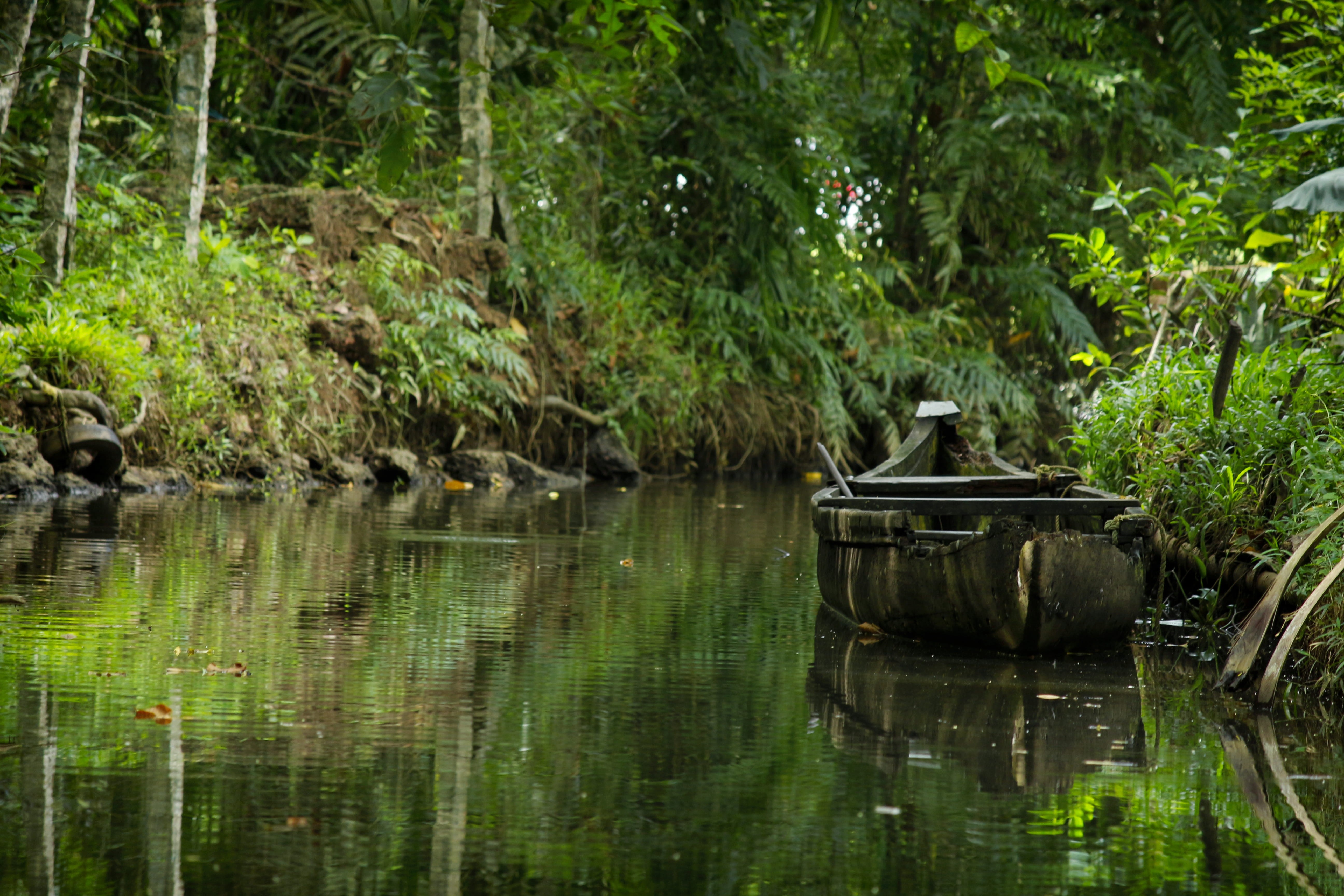 no people, green color, nature, reflection, outdoors, animal themes, land, kumarakom bird sanctuary, india, forest, tranquil scene, old boat, kumarakom, HD Wallpaper