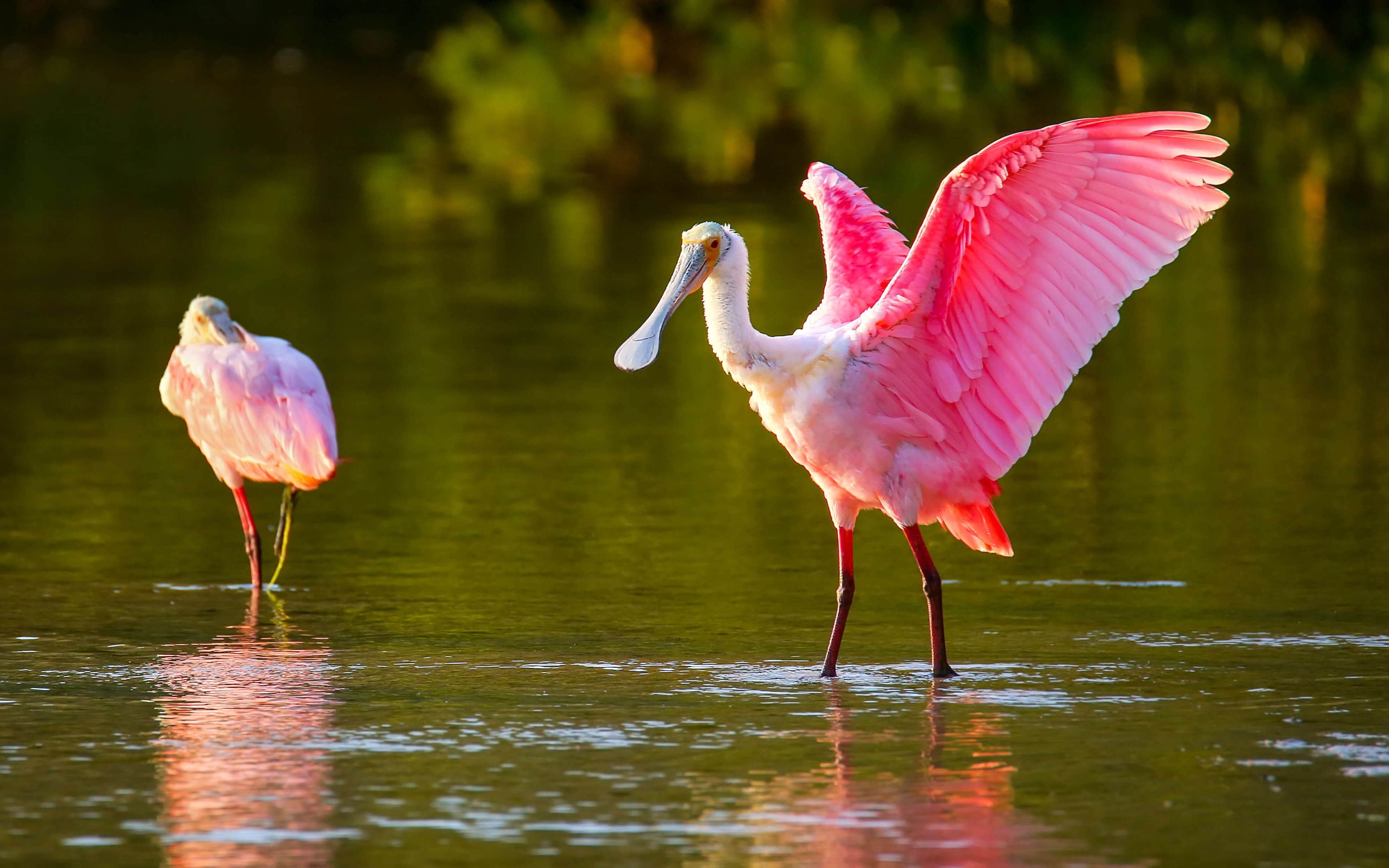 4K, sanctuary, desktop, platalea, gulf, national, florida, southwestern, island, wildlife, sanibel, roseate, ajaja, spoonbill, usa, hd, mexico, HD Wallpaper