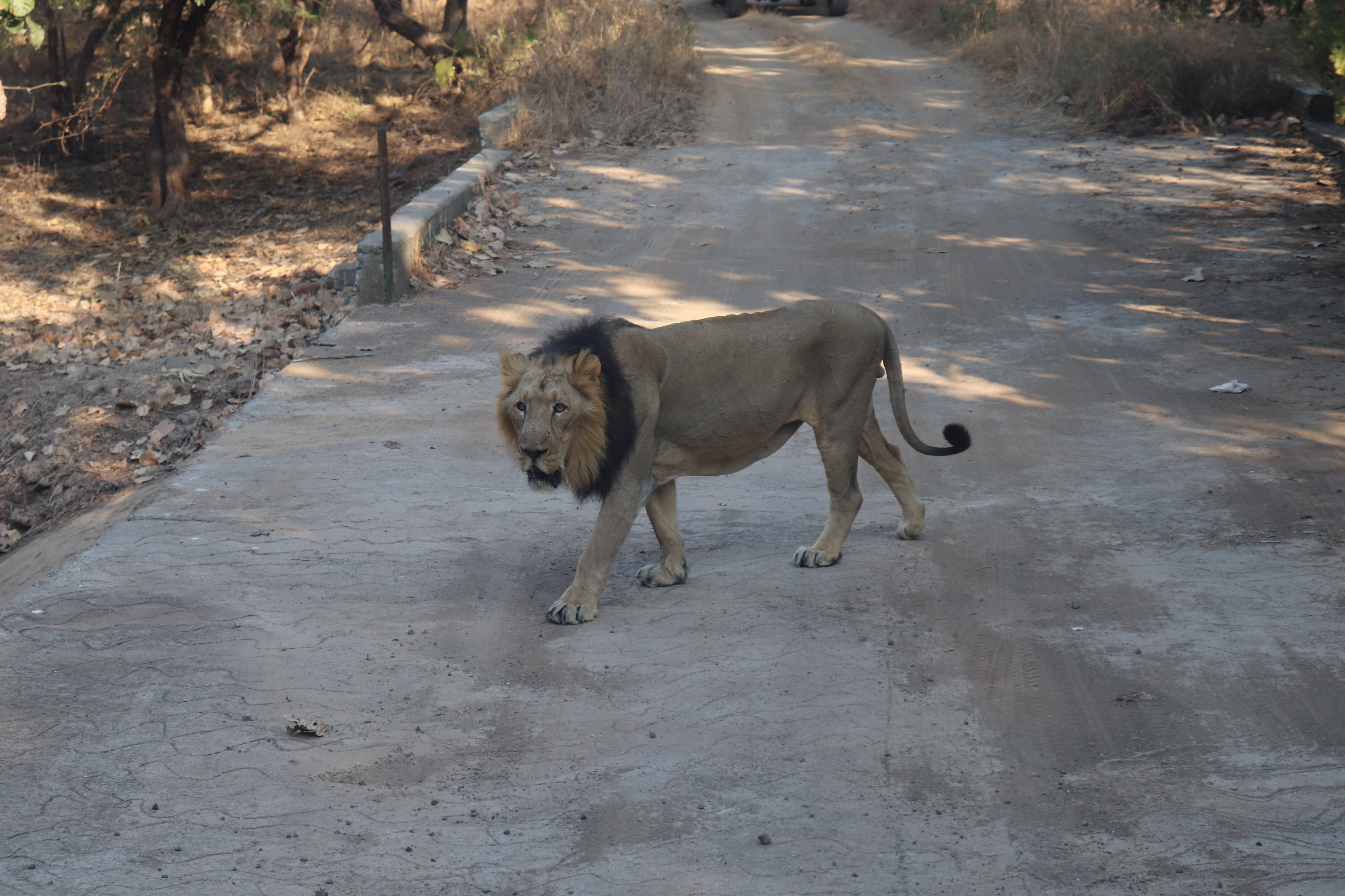 5K, vertebrate, standing, road, junagadh, indian lion, no people, porbandar, day, dog, asian lion, mammal, pets, full length, land, canine, one animal, HD Wallpaper