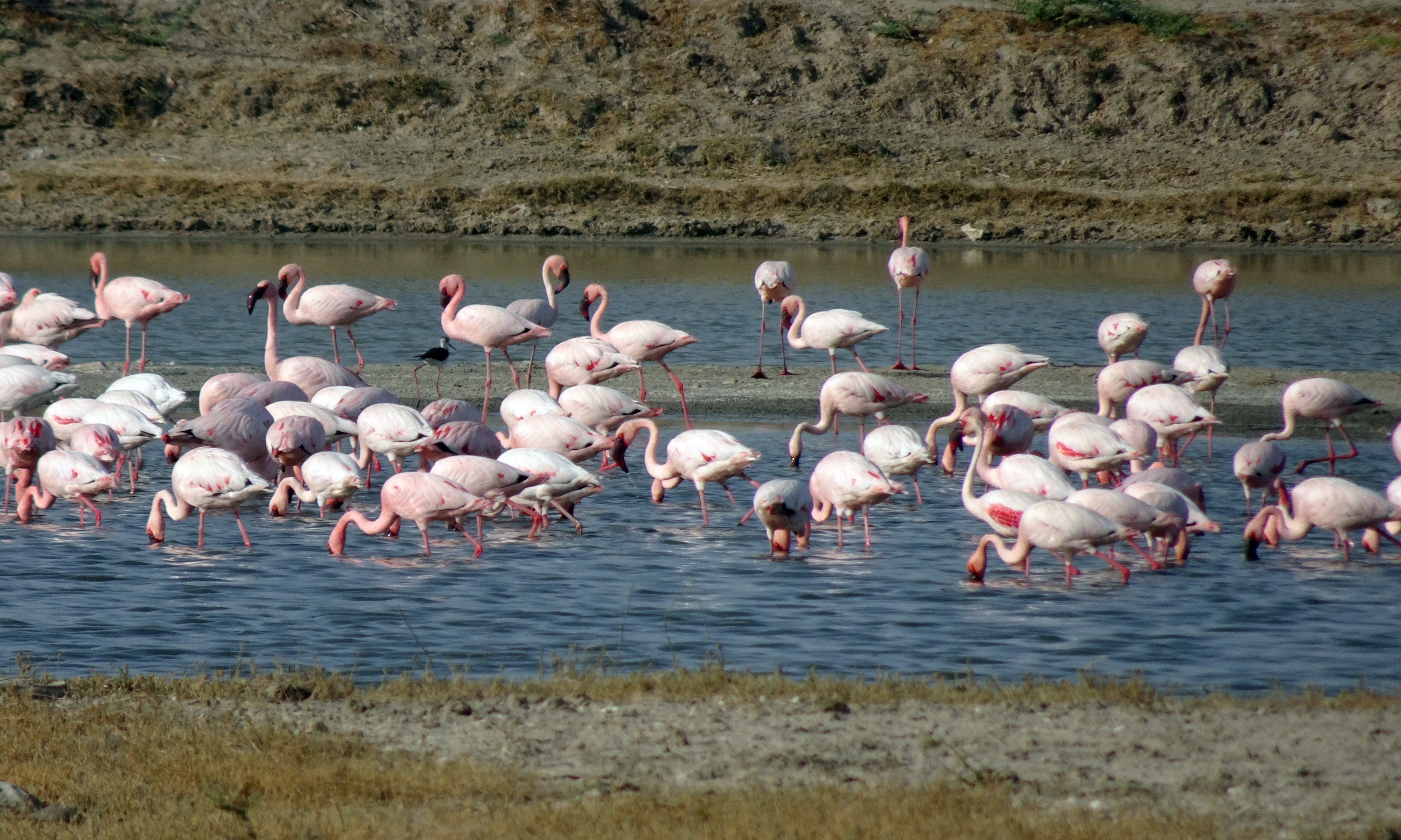 color, gujarat, little rann, large group of animals, pink color, vertebrate, flamingo, plumage, animal themes, phoeniconaias minor, wetlands, outdoors, HD Wallpaper