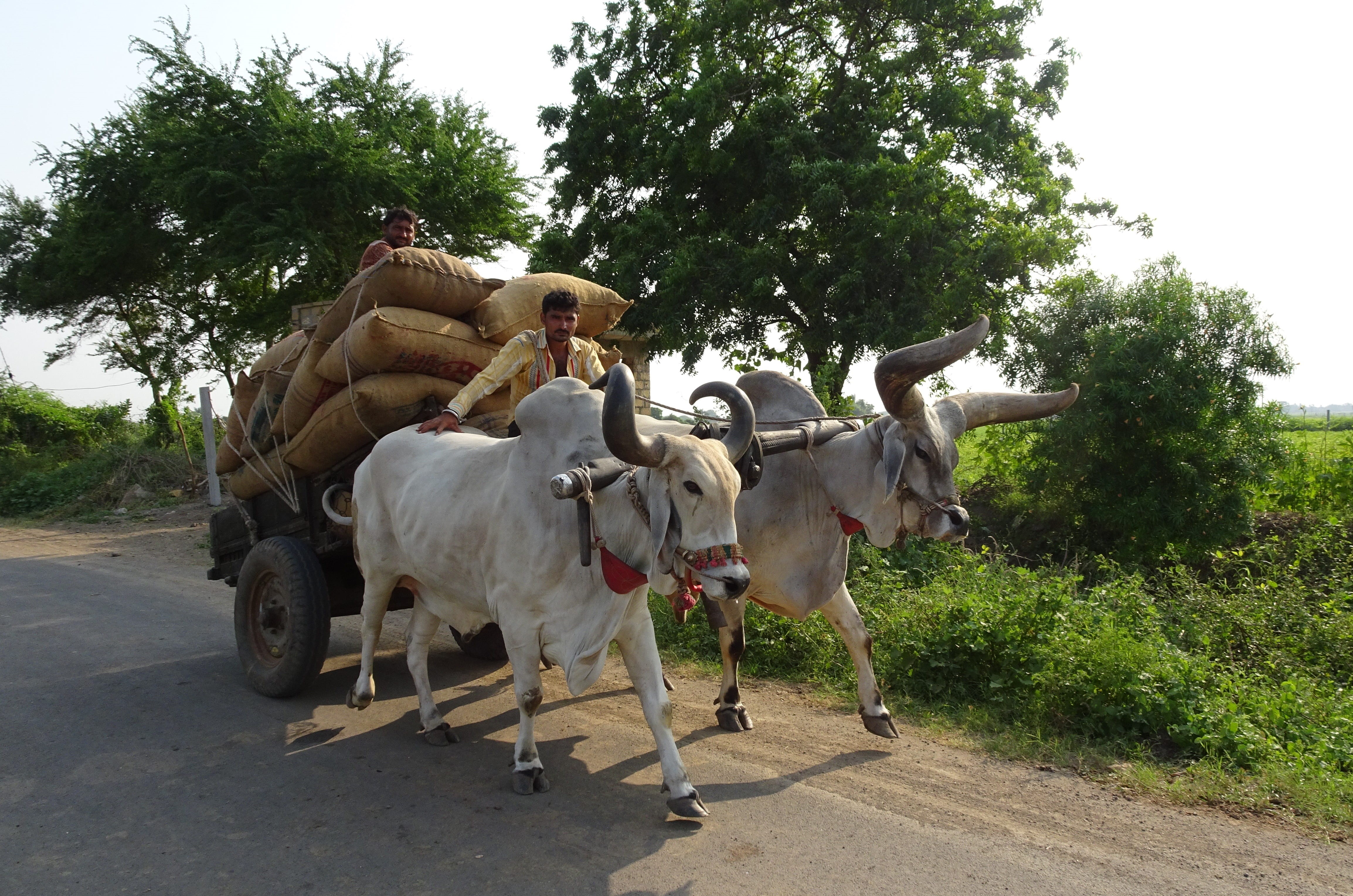day, plant, cow, outdoors, domestic, zebuine, draught work, india, bullock, mammal, kankrej, road, transportation, indian, cart, ox, group of animals, milk, HD Wallpaper