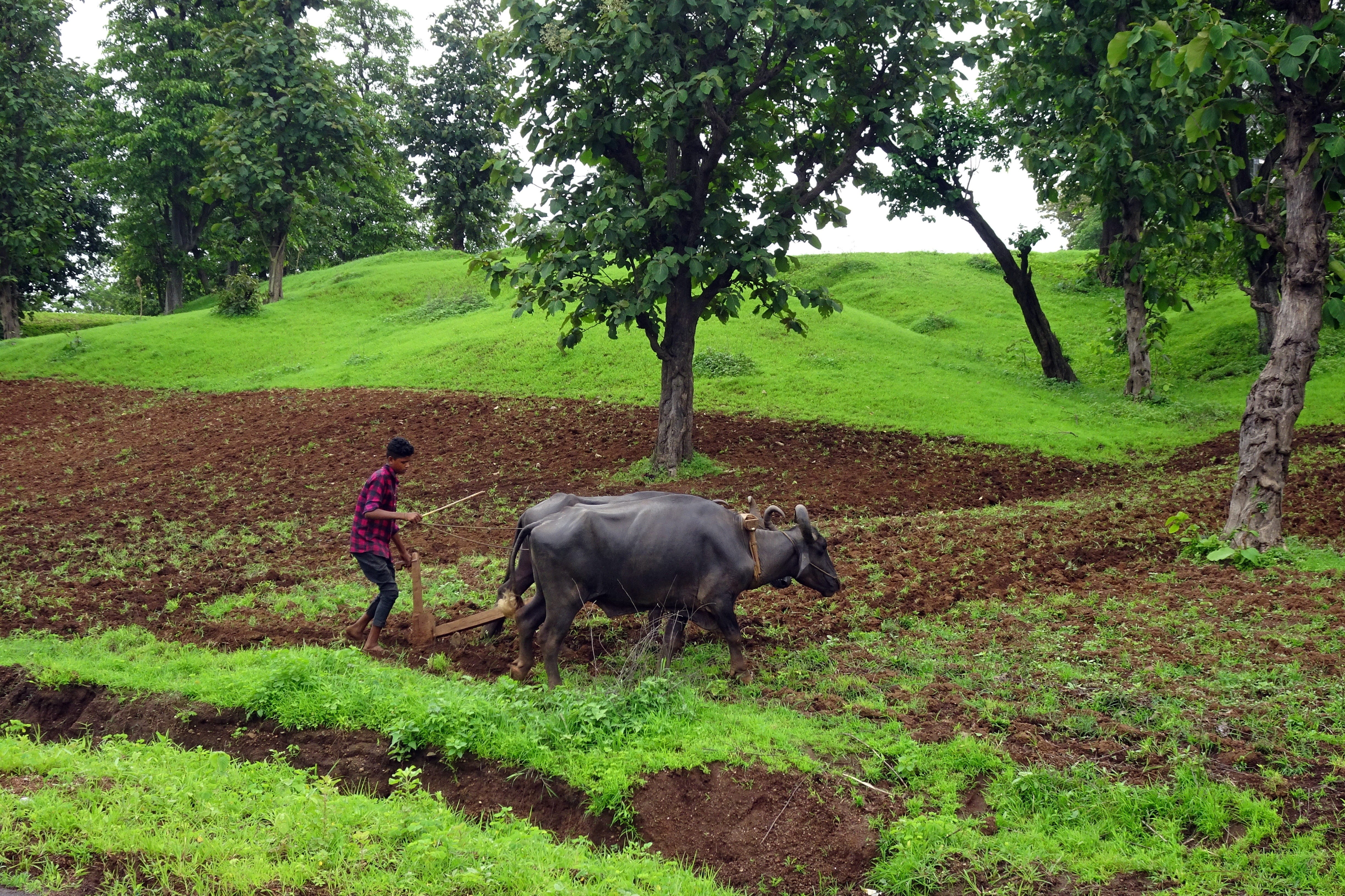 4K, nature, pets, ploughing, dangs, one person, field, hills, vertebrate, animal themes, primitive, real people, buffalo, one animal, hill-side, outdoors, HD Wallpaper