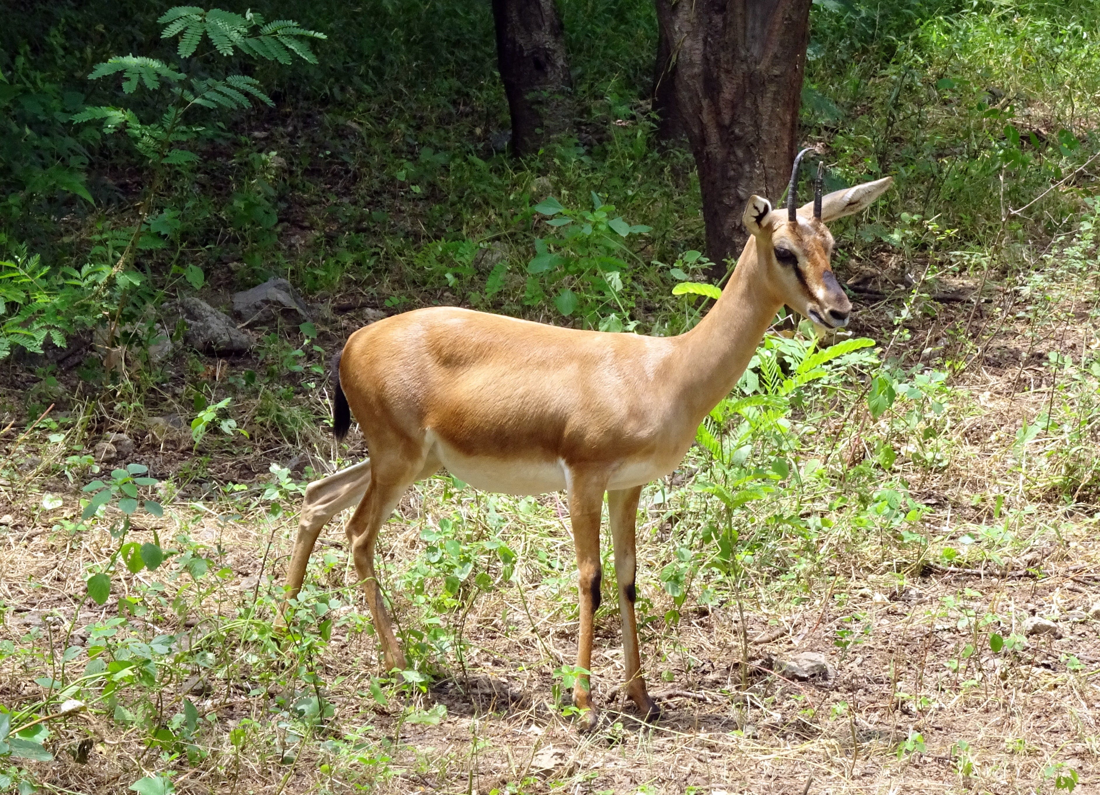 2K, horns, brown, no people, mammal, one animal, side view, rajkot, ravine deer, male, animal themes, vertebrate, gujarat chinkara, animals in the wild, HD Wallpaper