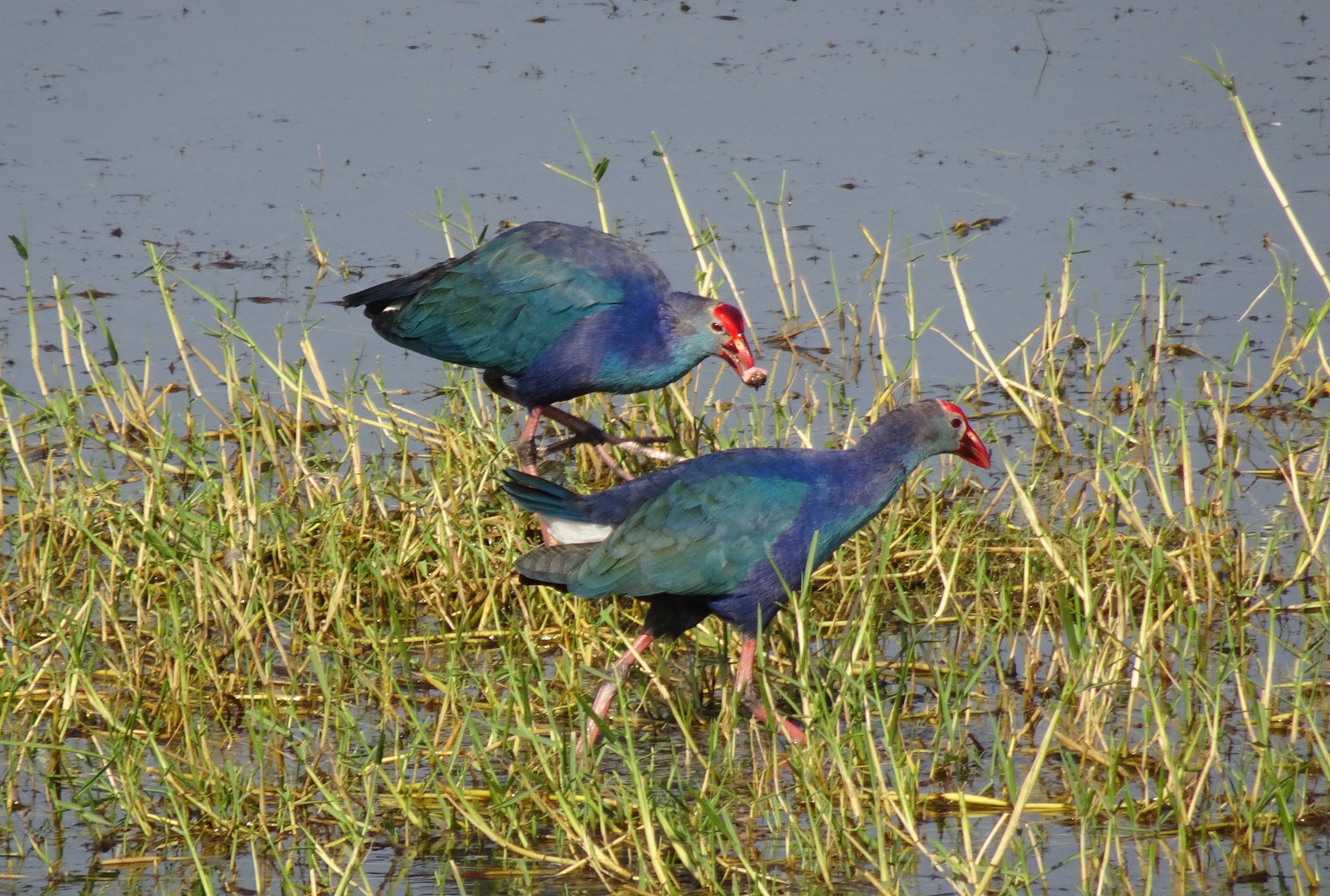 lake, 2K, poultry, water, purple moorhen, animals in the wild, gujarat, swamp, plant, animal, vertebrate, grass, no people, nature, group of animals, two animals, HD Wallpaper