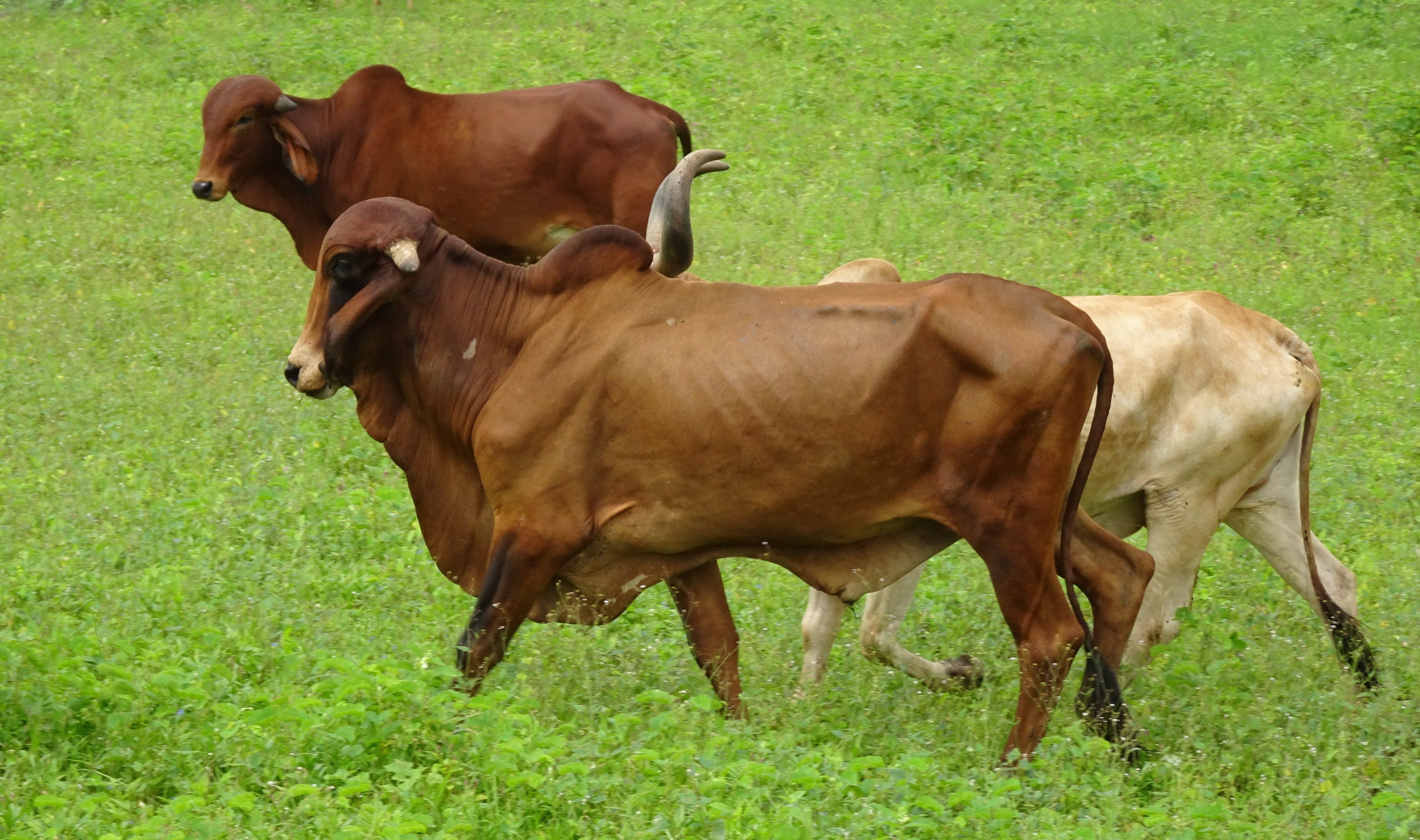 mammal, india, standing, cattle, nature, green color, brahman, breed, cow, animal themes, livestock, indicus, land, herbivorous, animal family, grass, animal wildlife, HD Wallpaper