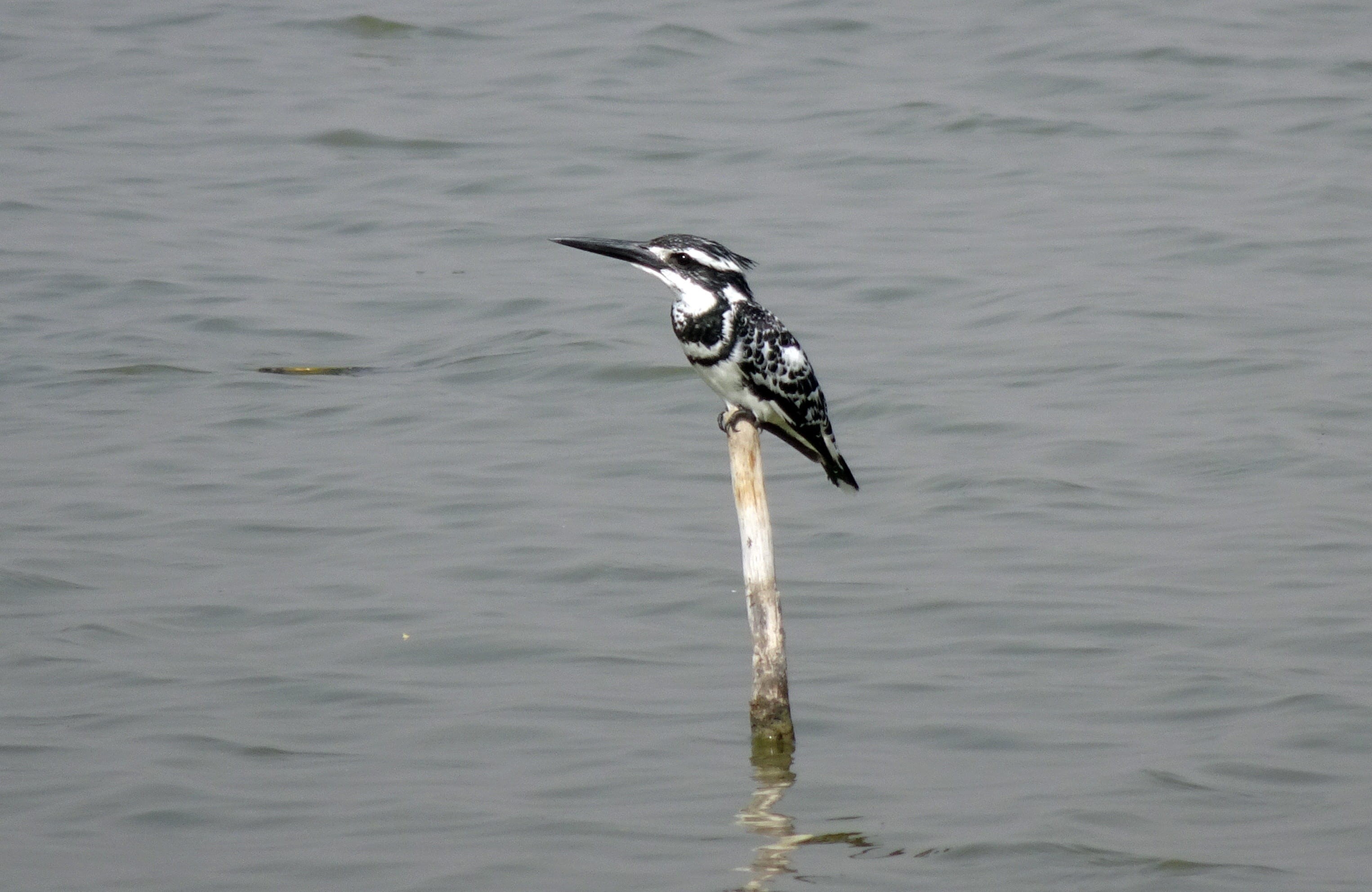waterfront, freshwater, vertebrate, day, water bird, india, animal themes, rippled, gujarat, outdoors, perching, one animal, 2K, nature, beak, animals in the wild, HD Wallpaper