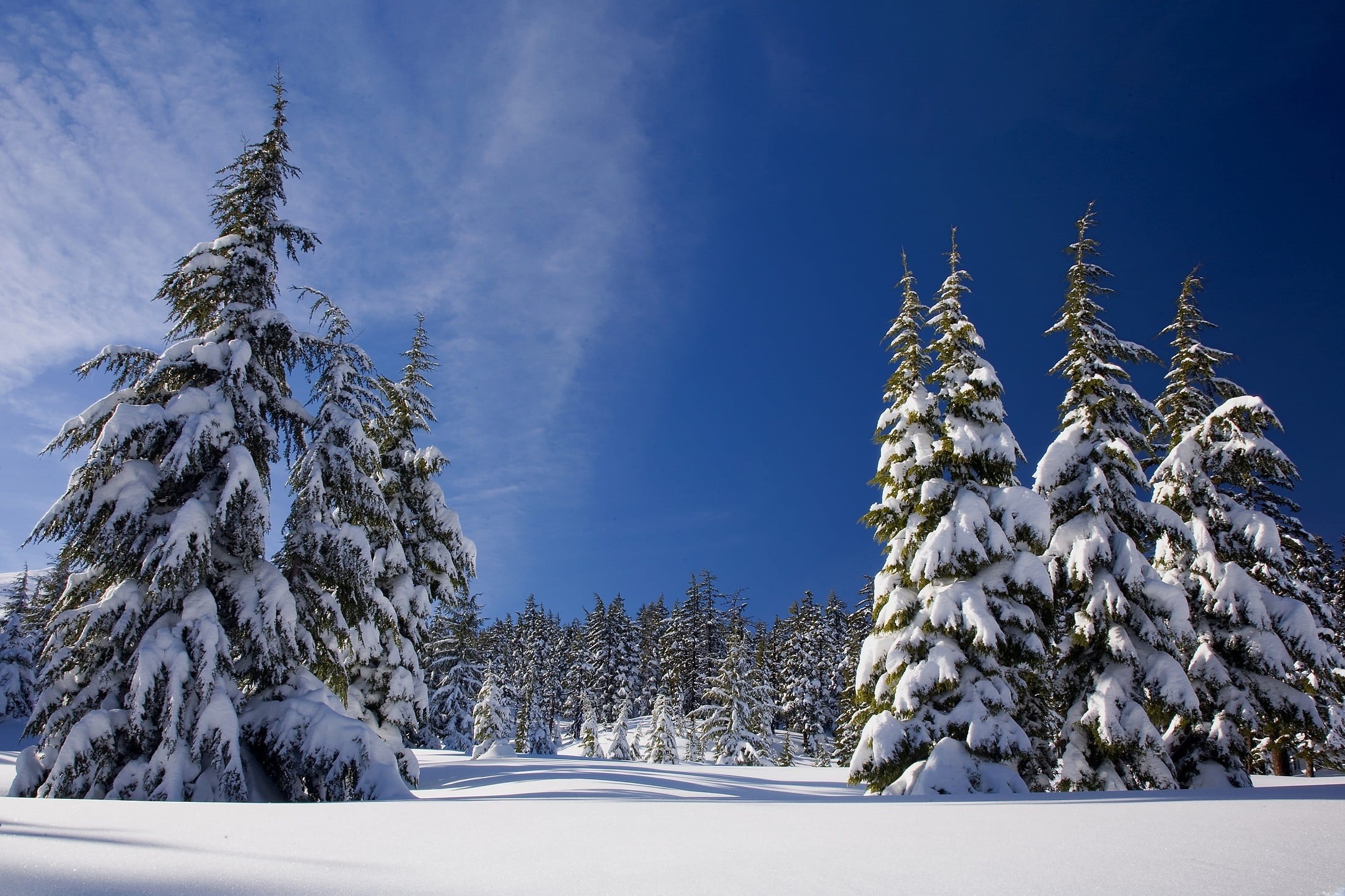 usa, forest, pine, coniferous tree, mount bachelor, no people, frost, tree, frozen, pine woodland, nature, white color, cold, cold temperature, shield volcano, HD Wallpaper