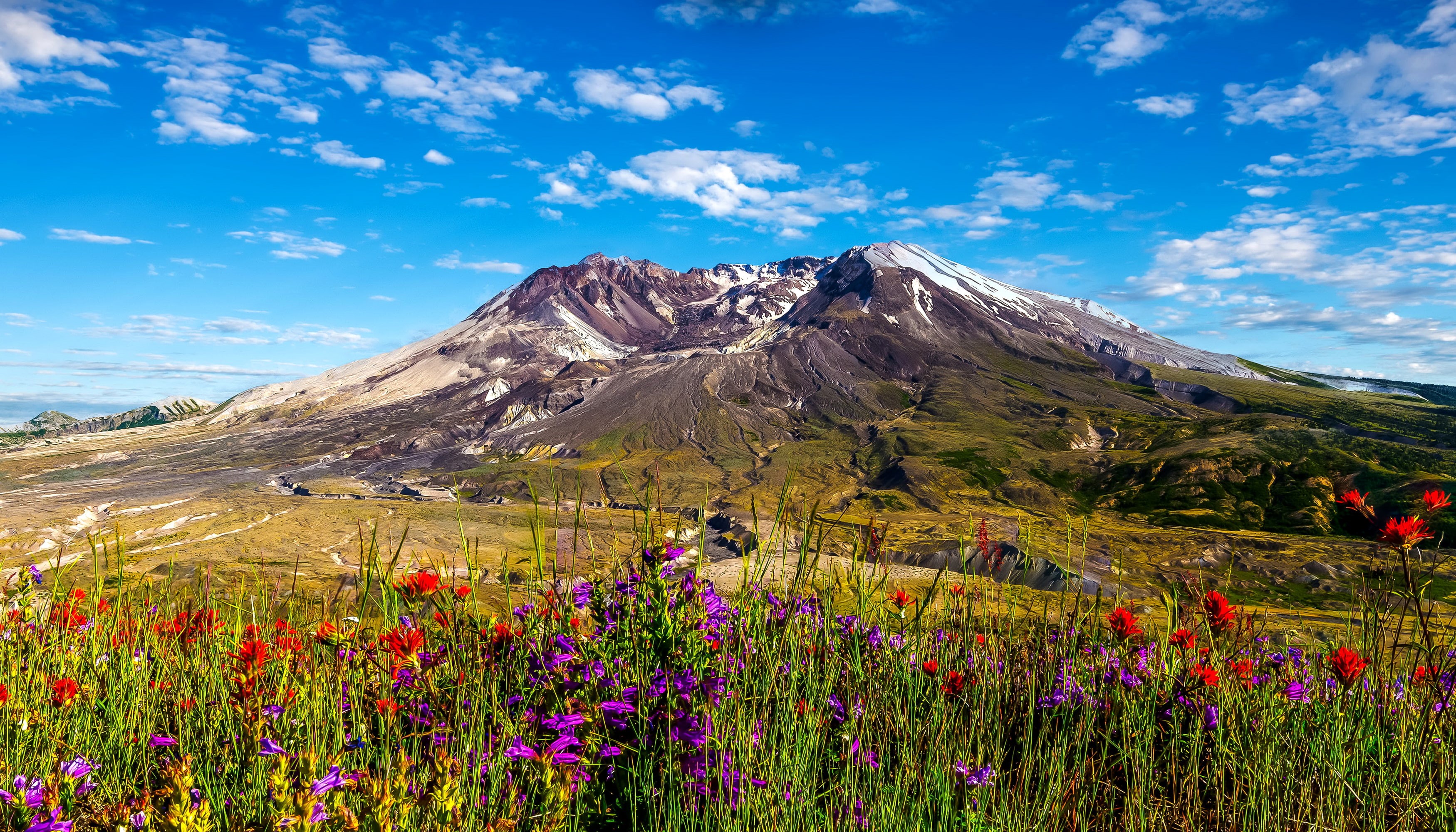 Stratovolcano, red, purple, HD, daytime, beside, flower, Mount St. Helens, petaled, 2K, Washington, mountain, HD Wallpaper