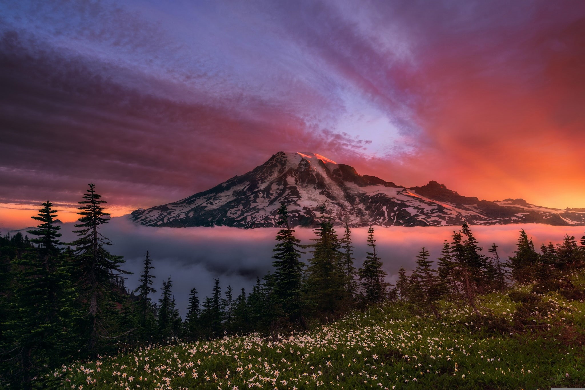 1080P, the sky, mountain, morning, flowers, state, stratovolcano, forest, Rainier, USA, Washington, HD Wallpaper
