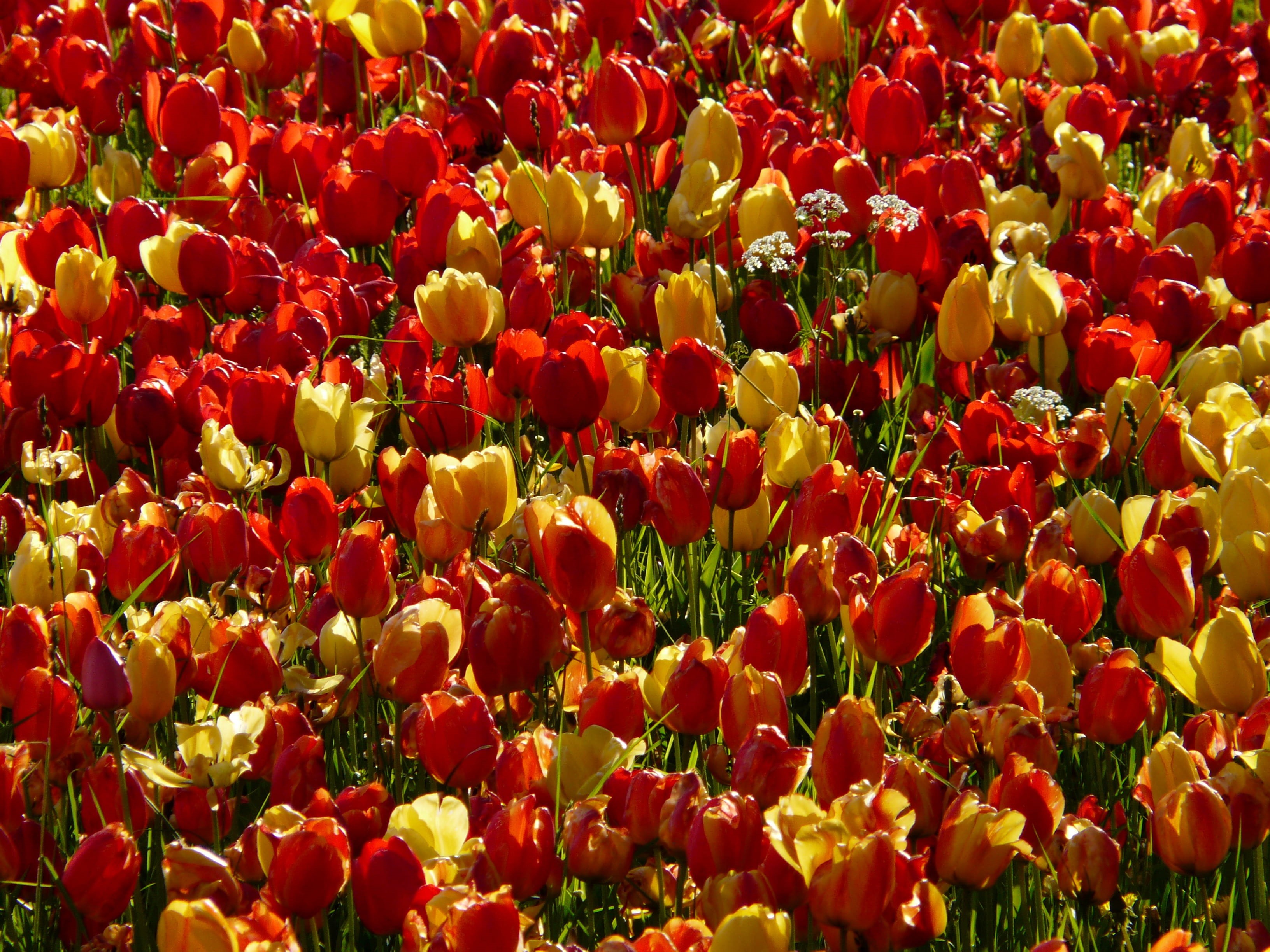 growth, abundance, floral, planting, sunlight, vulnerability, color, inflorescence, fragility, park, spring, sunny day, back light, bright, agricultural scene, HD Wallpaper