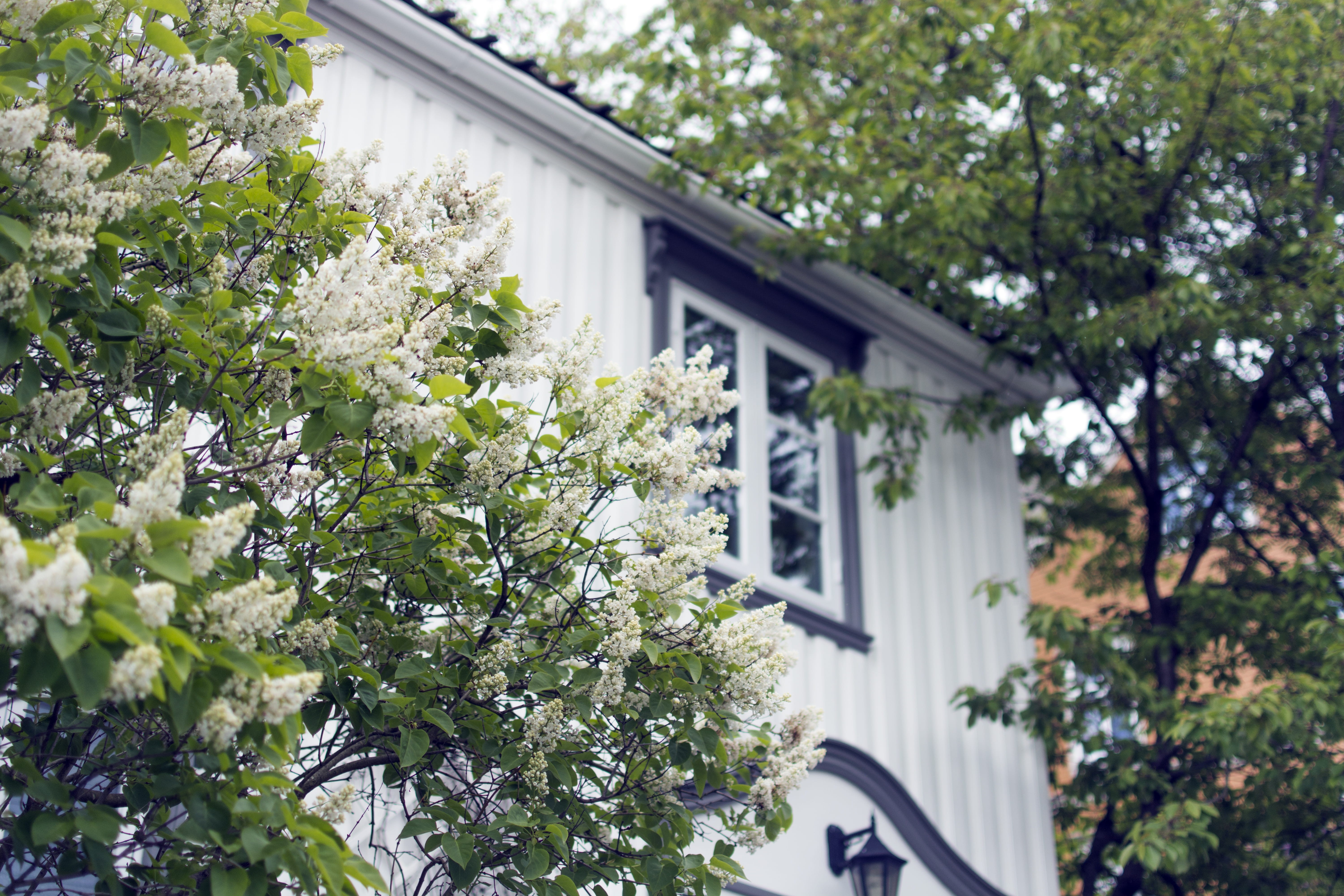 freshness, photo, home Ownership, house, 5K, day, building, window, tree, fragility, front or Back Yard, focus on foreground, green, building Exterior, HD Wallpaper