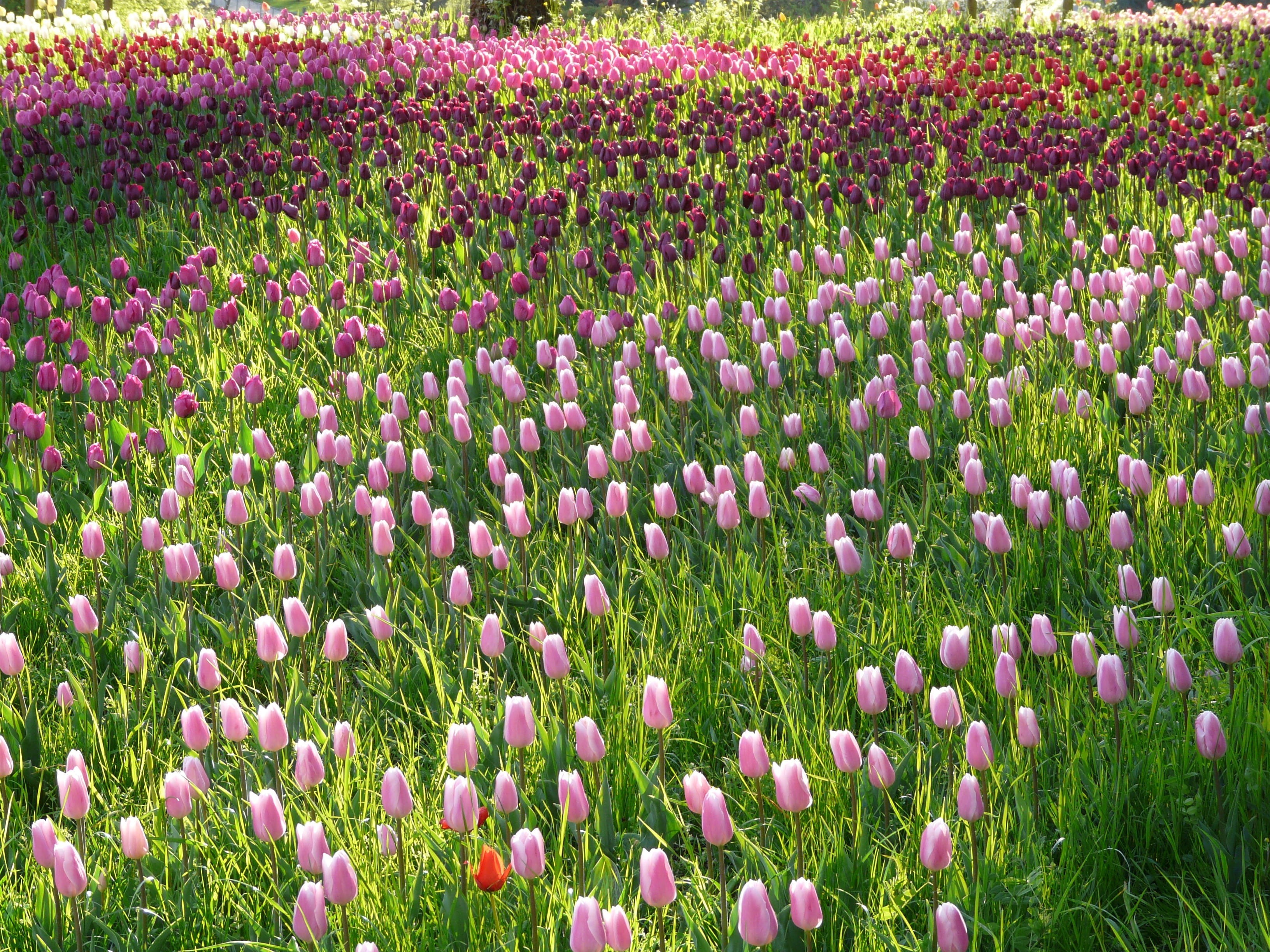 bloom, to, growth, bed, park, happiness, Field, plant bed, tulipa, freshness, bright, Pink, spring, Tulip, pink Color, backgrounds, purple, design, nature, HD Wallpaper