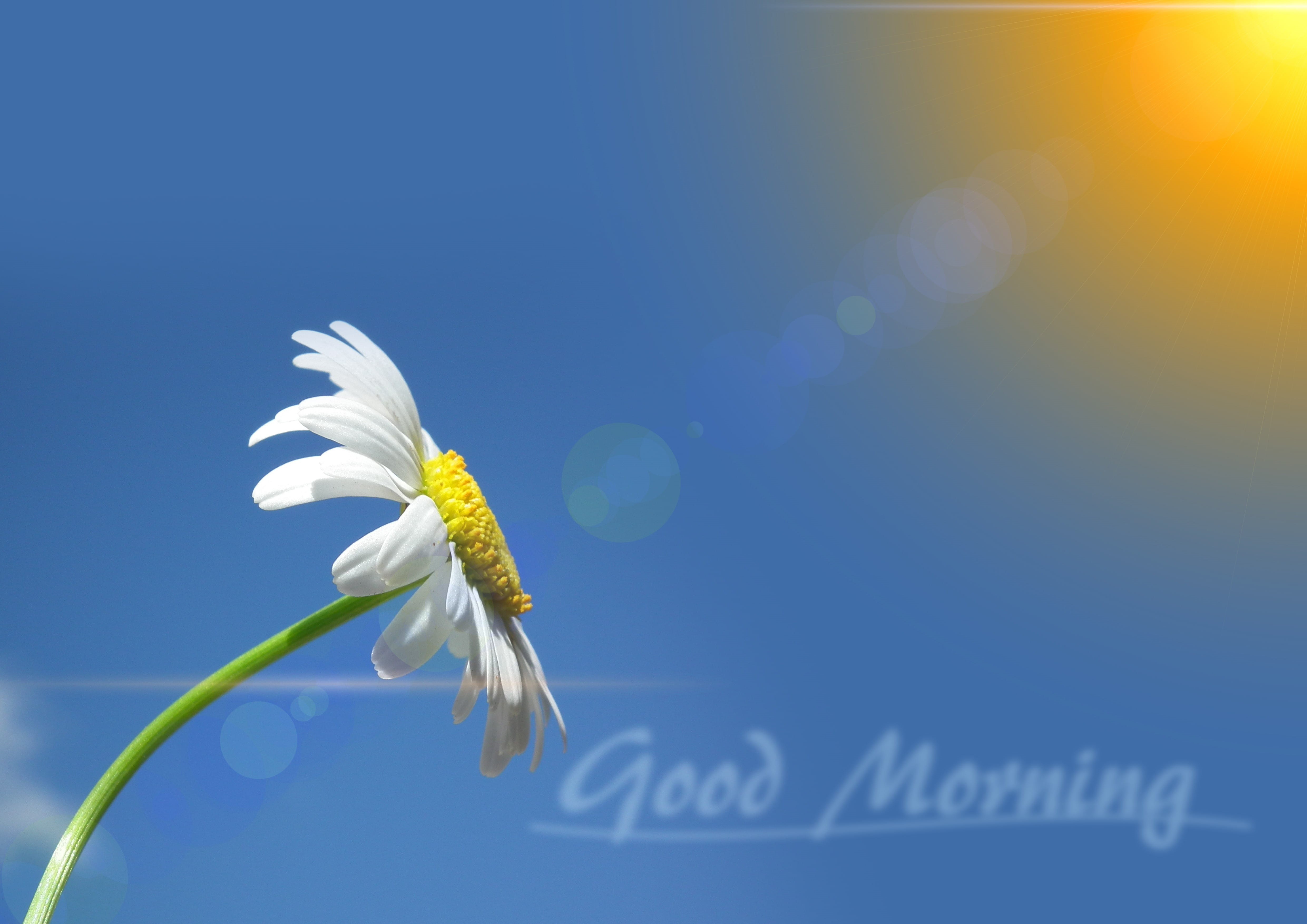 Good Morning, vulnerability, clouds, asteraceae, marguerite, nature, inflorescence, white color, pollen, blossom, macro, flower Head, blue, beautiful, outdoors, HD Wallpaper
