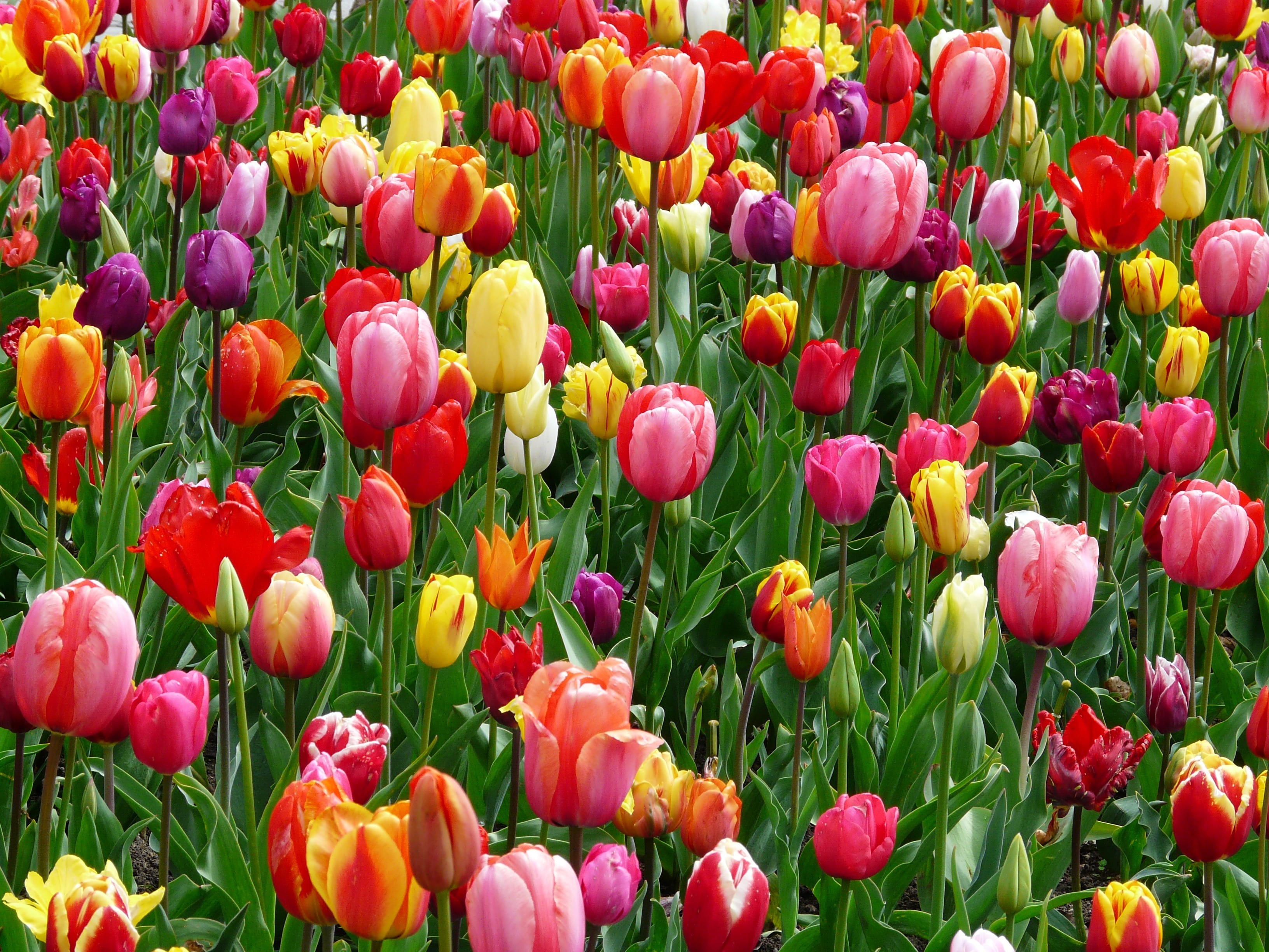 yellow tumor, landscape, flower abundance, land, bloom, tulipa, white, flowerbed, day, idyllic, beauty in nature, agricultural scene, happiness, spring, HD Wallpaper