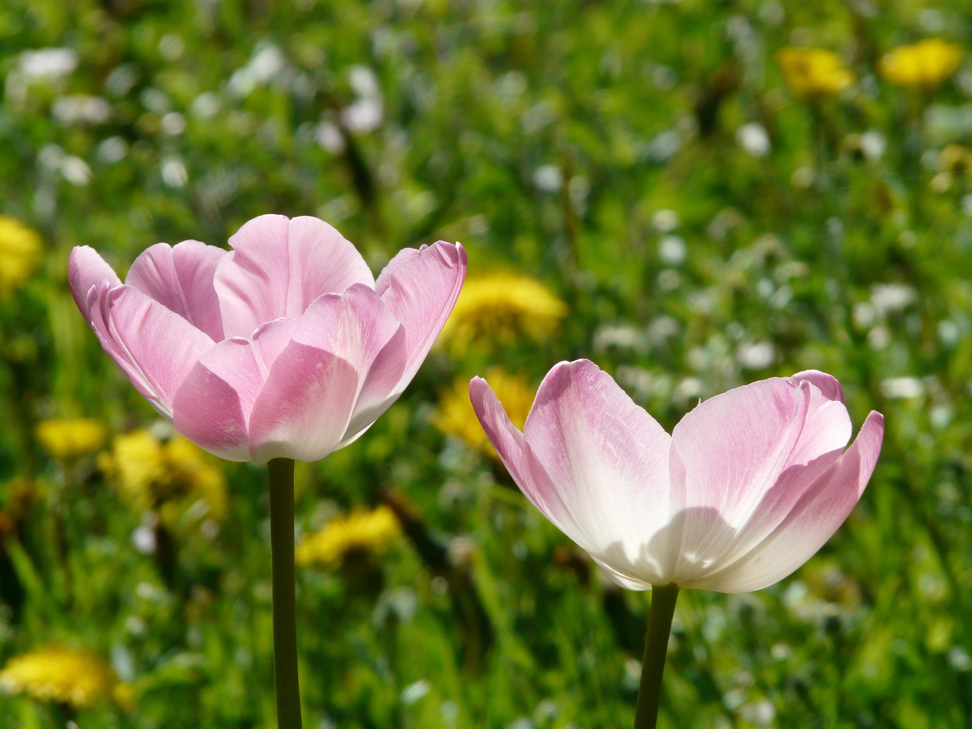 no people, white, White, blossomed, bloom, flowers, garden, ornamental plant, colorful, pink color, freshness, focus on foreground, back light, nature, HD Wallpaper