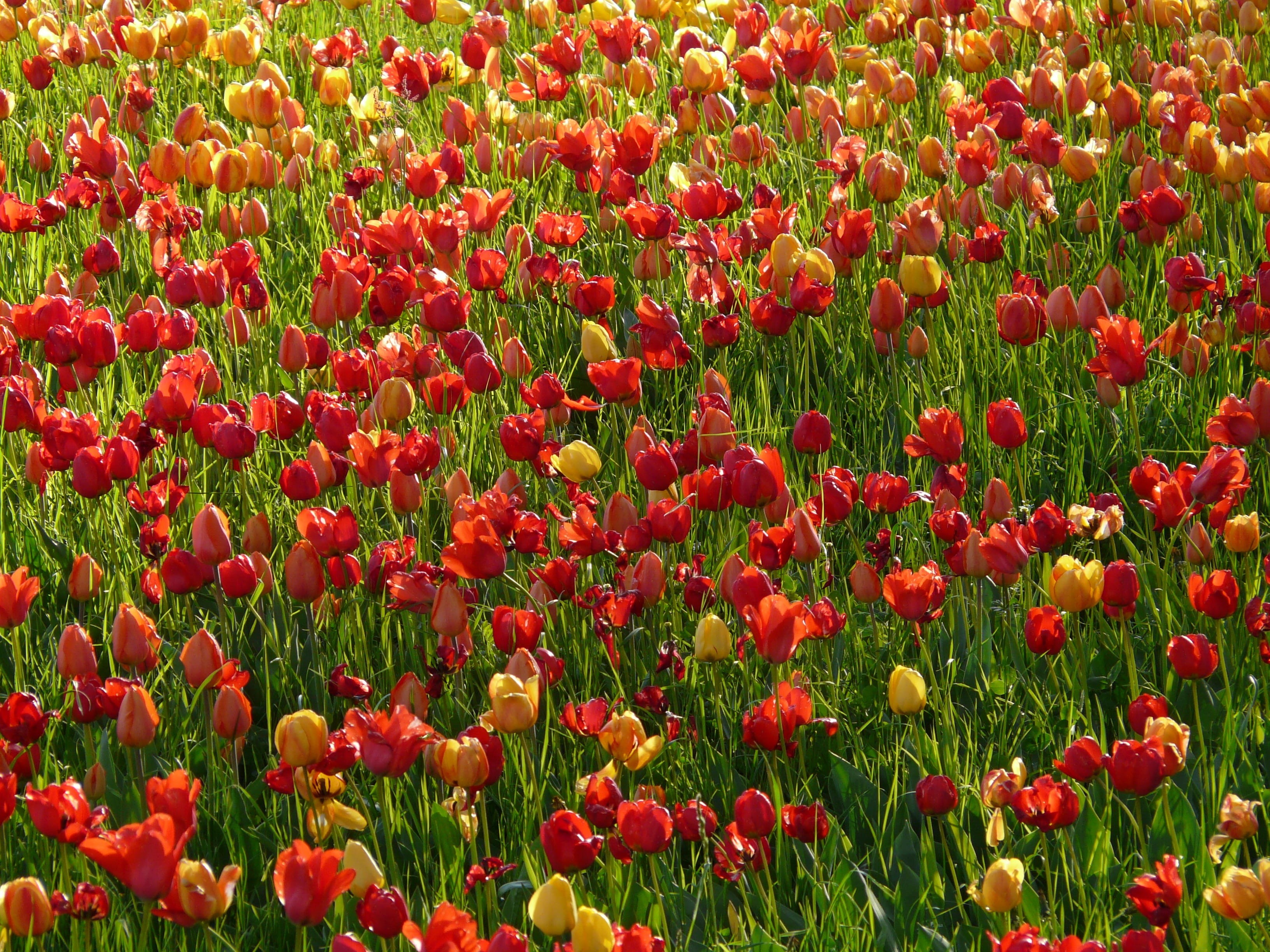 blossomed, Tulip, tulipa, idyllic, background image, season, summer, floral, rural Scene, backgrounds, meadow, tulpenbluete, no People, blossom, ornamental plant, HD Wallpaper