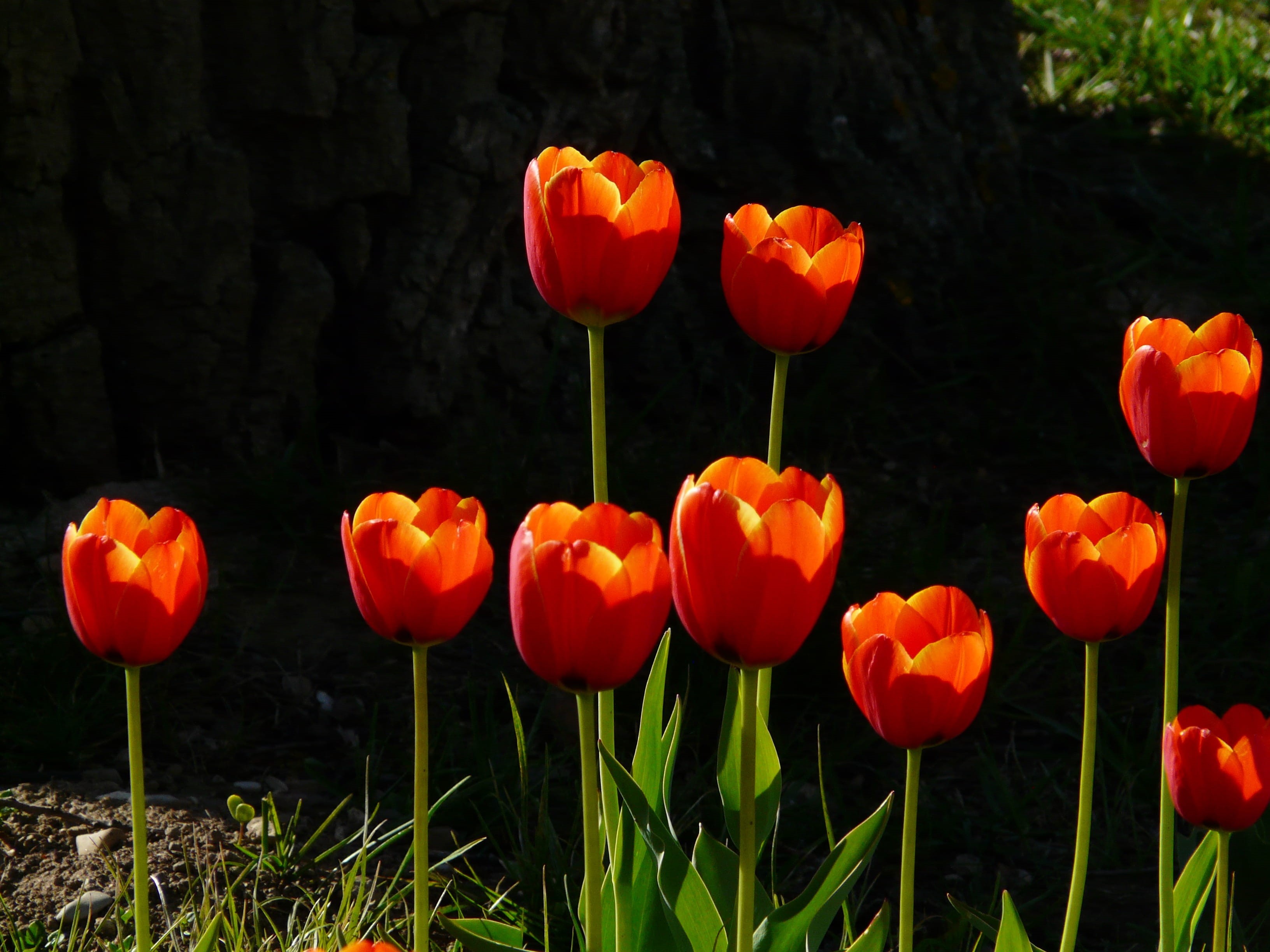 outdoor, spring, color, inflorescence, vulnerability, no people, sunlight, day, poppy, colorful, flowering plant, garden, plant stem, landscape, outdoors, HD Wallpaper