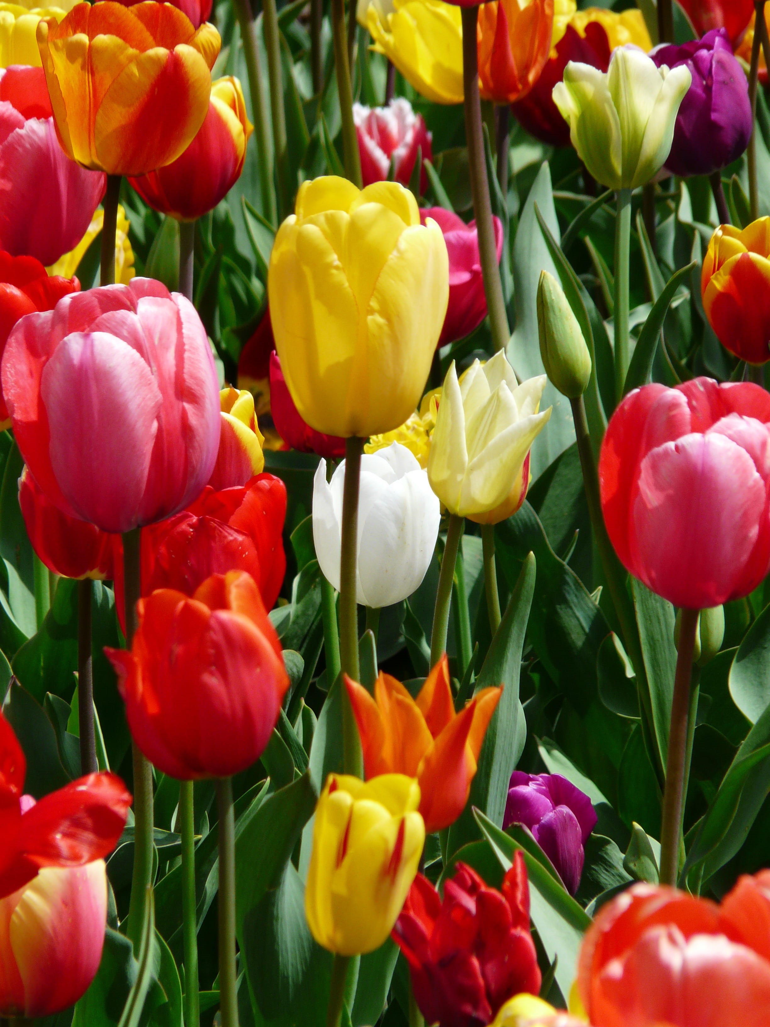 fragility, flowerbed, red, vulnerability, garden, background image, happiness, tulip field, flowering plant, bright, multicolored, beautiful, yellow tumor, Phone HD Wallpaper