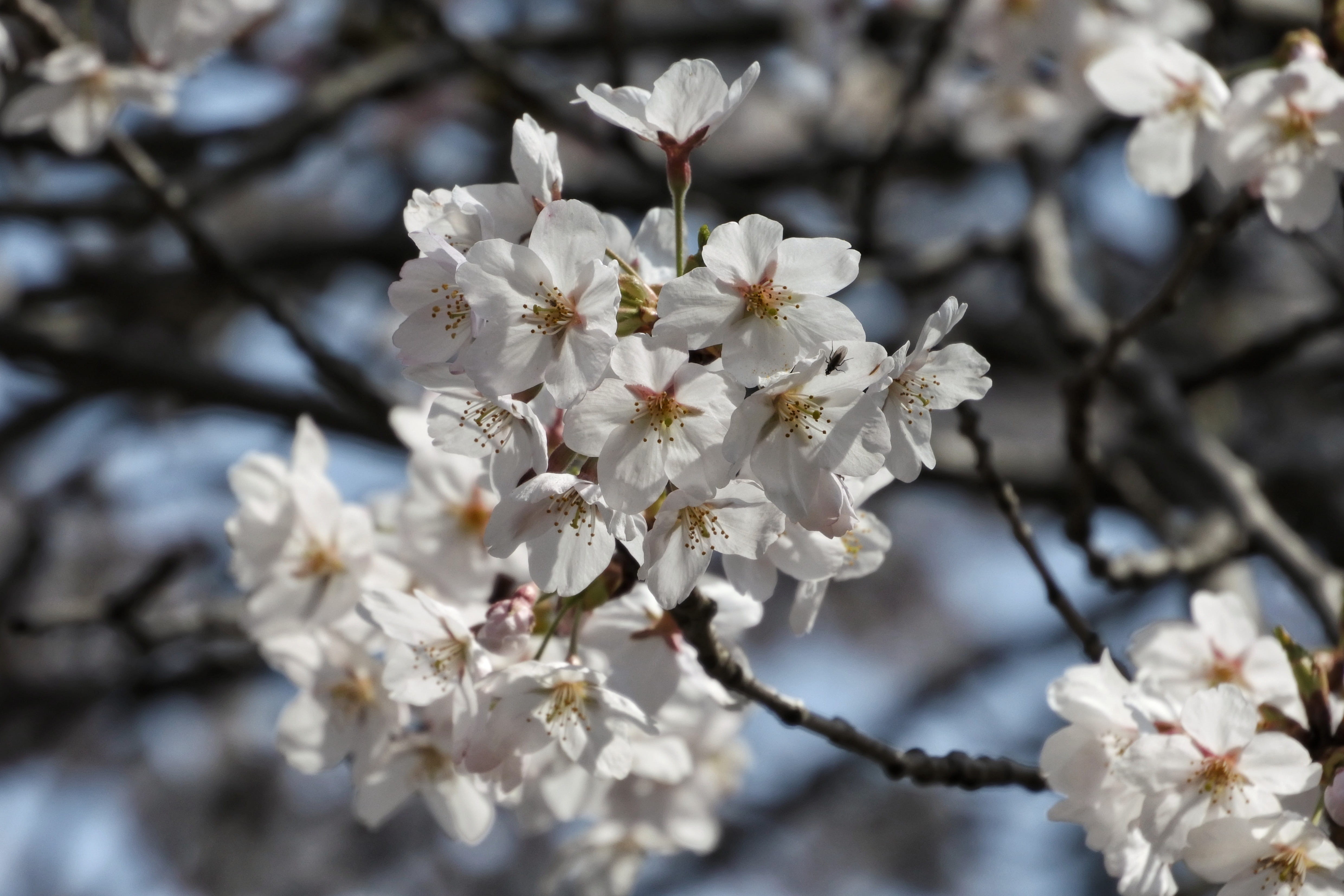 inflorescence, fragility, petal, hana yori dango, pollen, Natural, color Image, white, day, japan, flowering plant, beauty In Nature, branch, cherry tree, HD Wallpaper