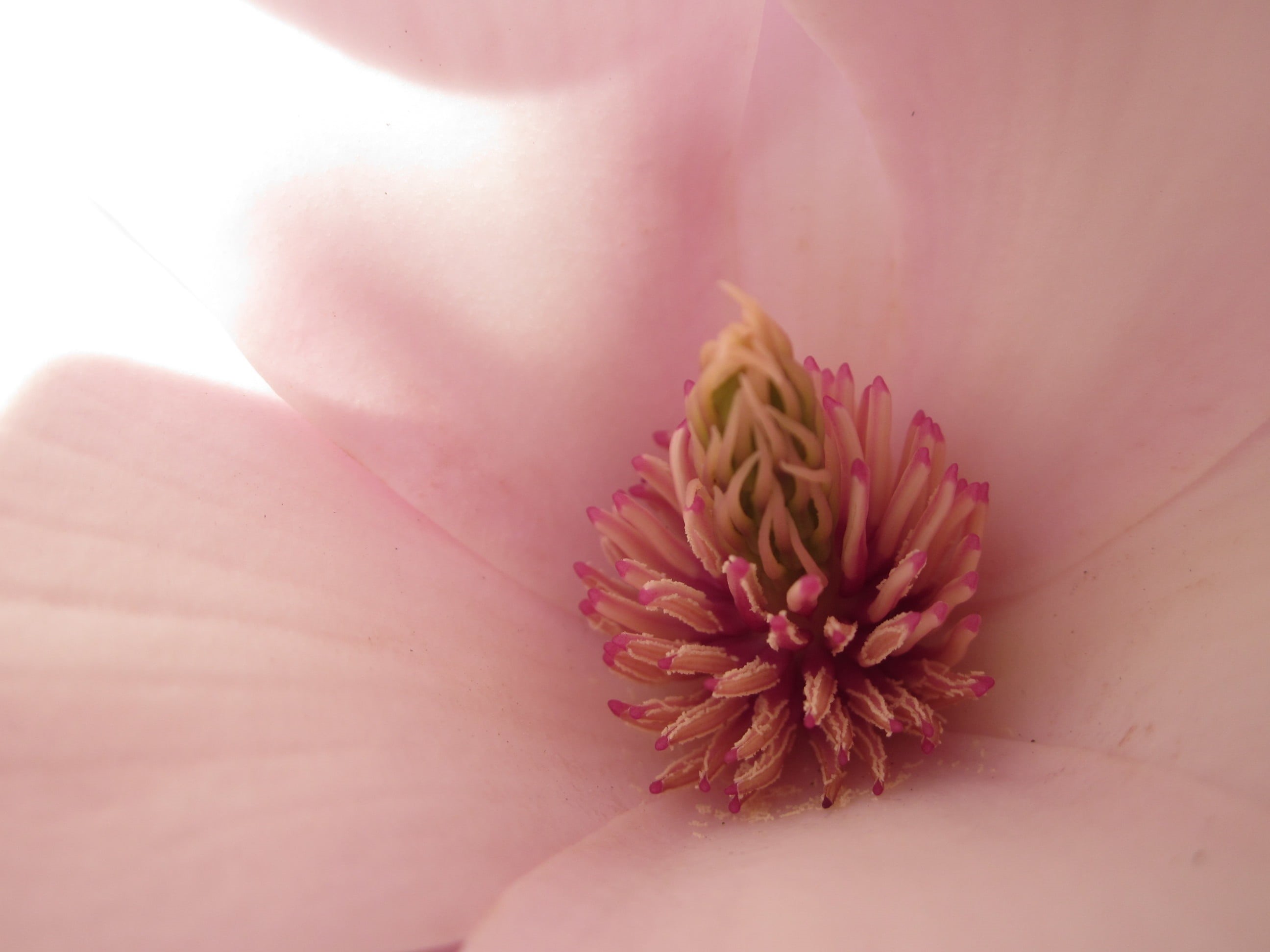 magnolia × soulangeana, purple, nature, pink Color, colorful, close, inflorescence, freshness, focus on foreground, beauty in nature, petaled, softness, HD Wallpaper