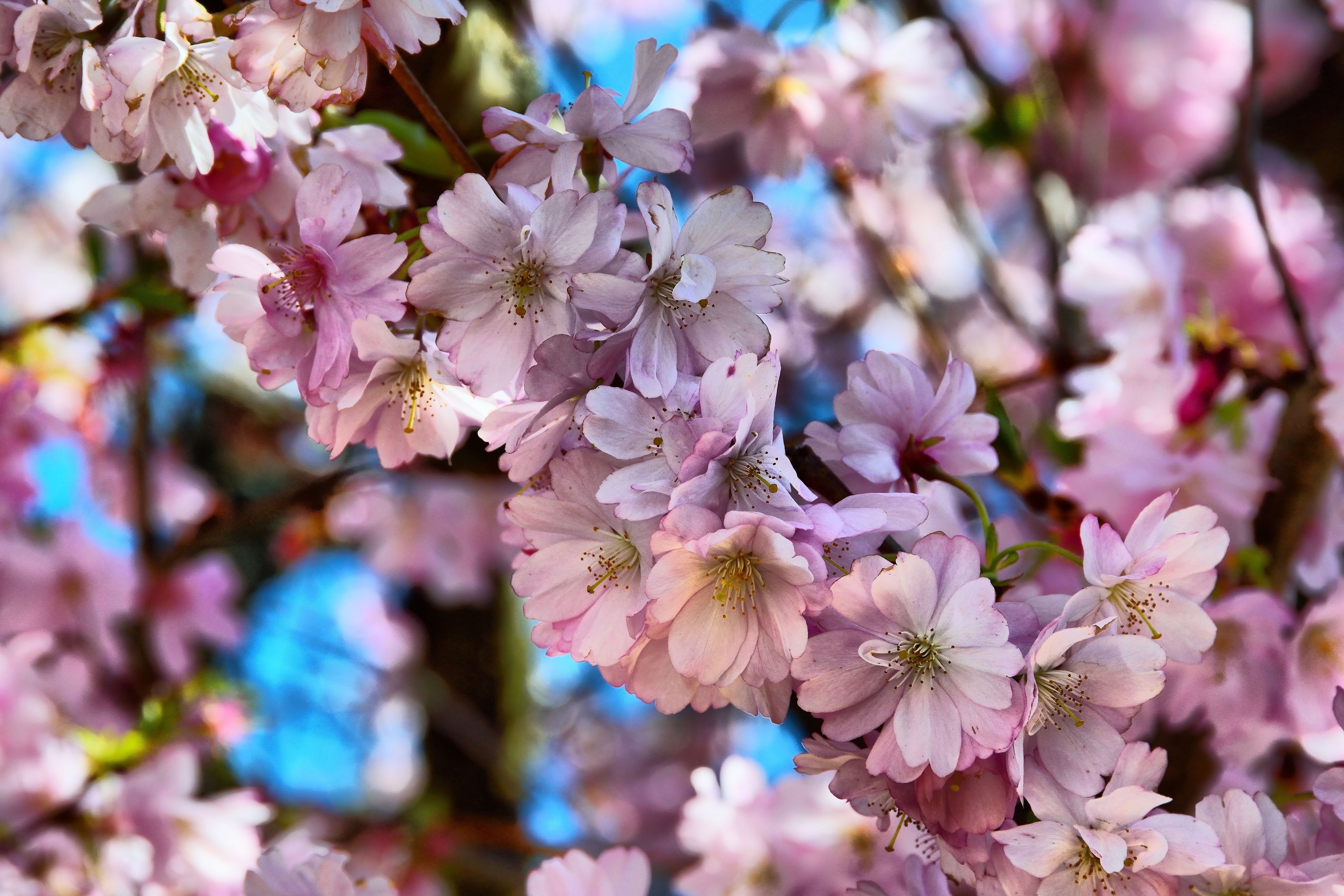 red, no people, nature, clouds, branch, flower, apple, delicious, landscape, spring, fresh, bright colours, pink color, flowering plant, springtime, beauty in nature, HD Wallpaper