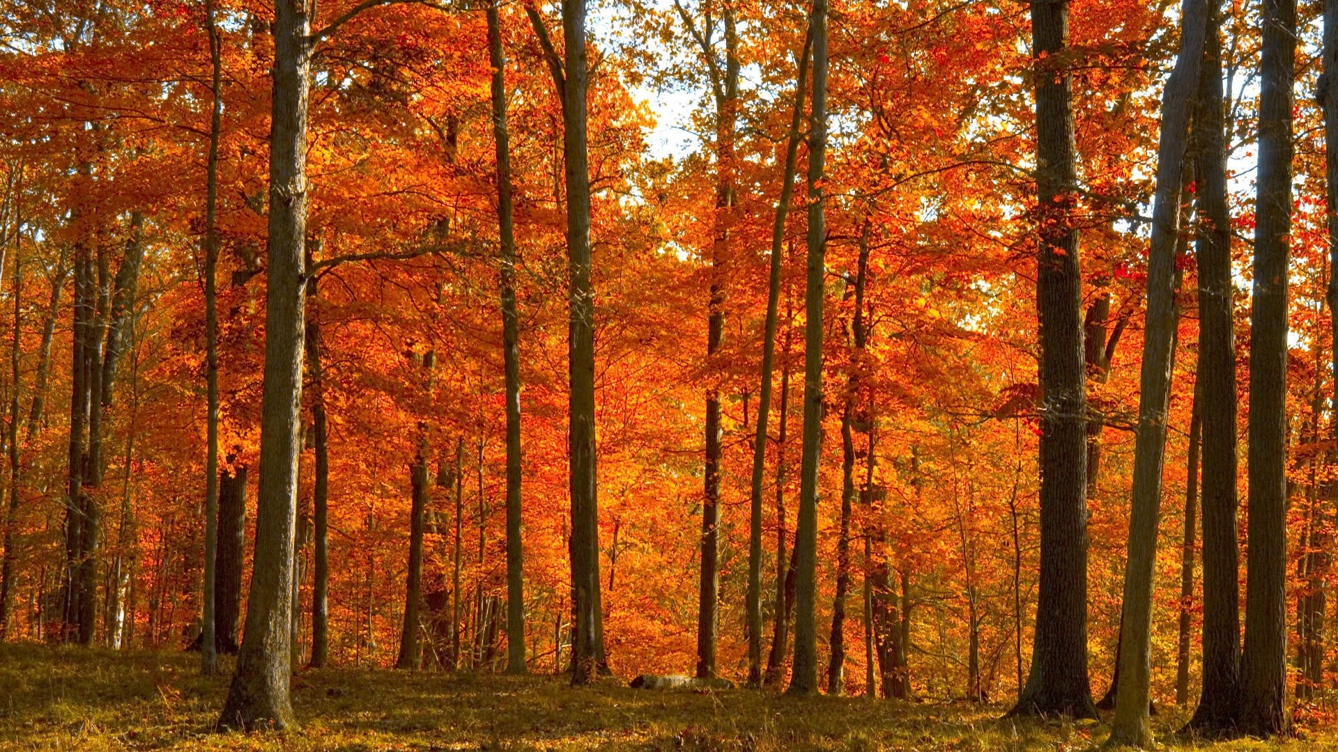 change, non-urban scene, idyllic, woodland, forest, fall, tree trunk, orange color, 1080P, autumn collection, land, autumn, tranquility, mighty no 9, trunk, HD Wallpaper