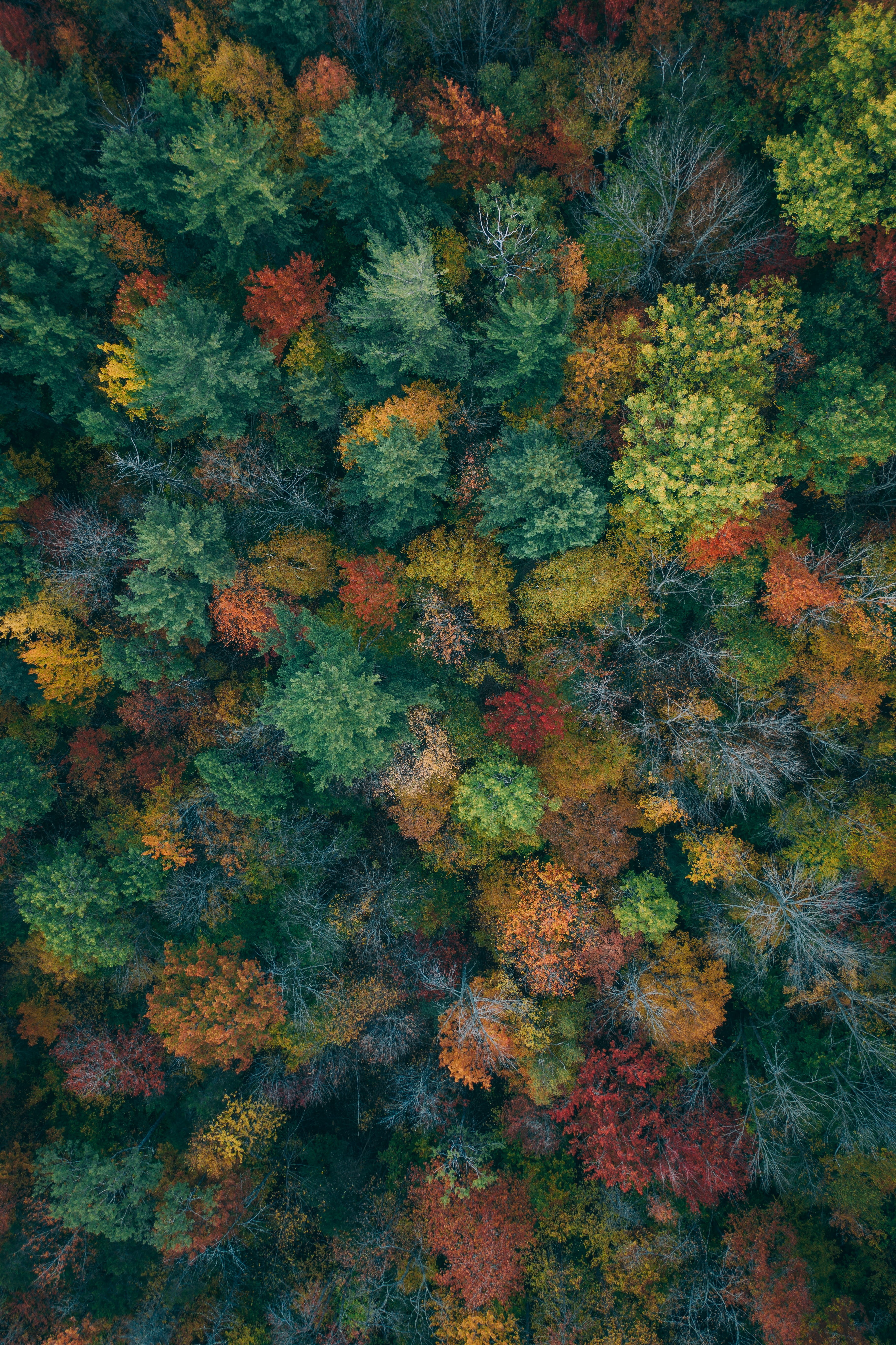 change, green, land, culture, plant, pattern, art, lichen, autumn, high angle view, drone, view, day, top, experiment, portrait, outdoors, artist, Phone HD Wallpaper