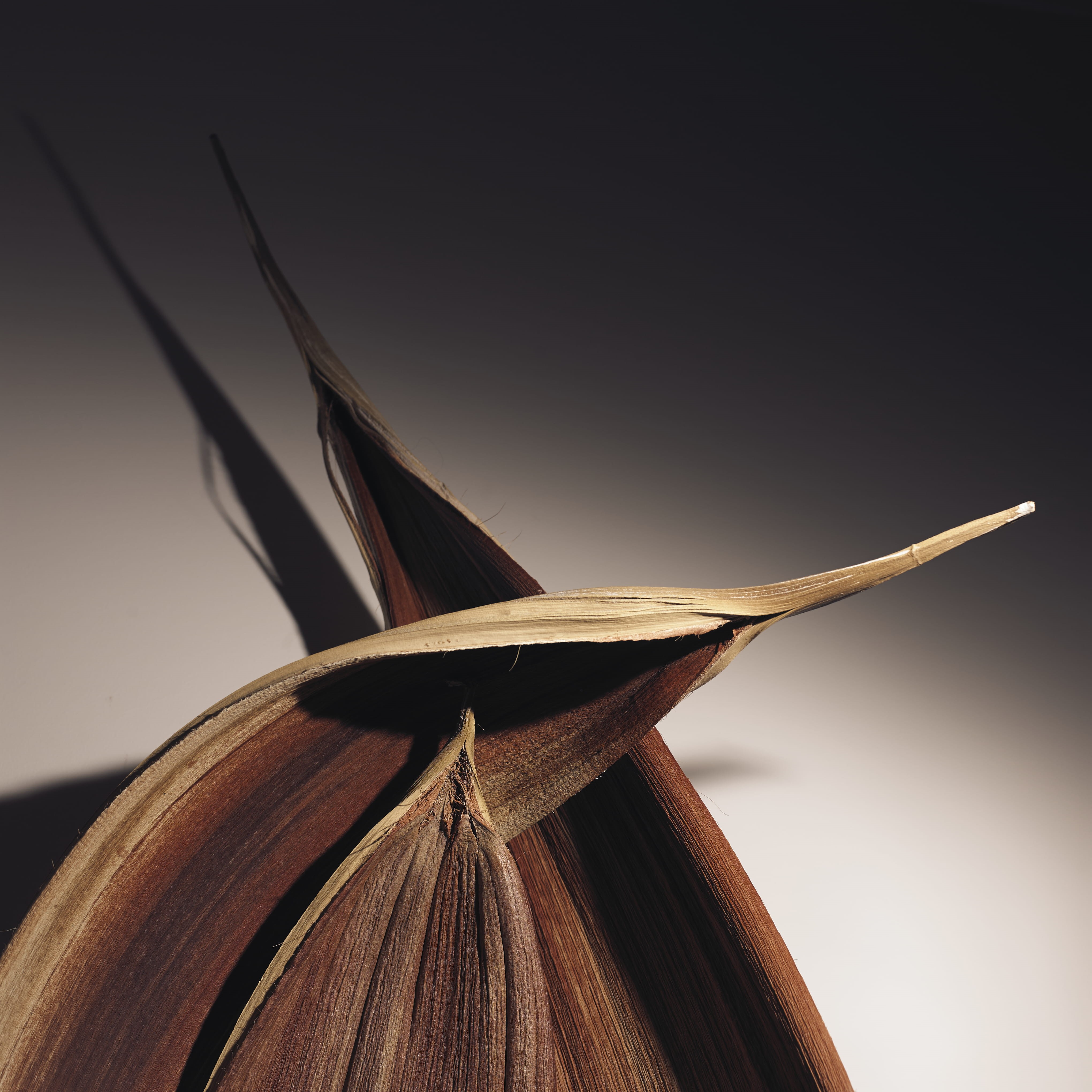 hasselblad, single object, copy space, indoors, portugal, book, publication, no people, studio shot, feather, literature, nature, day, education, lisboa, Phone HD Wallpaper