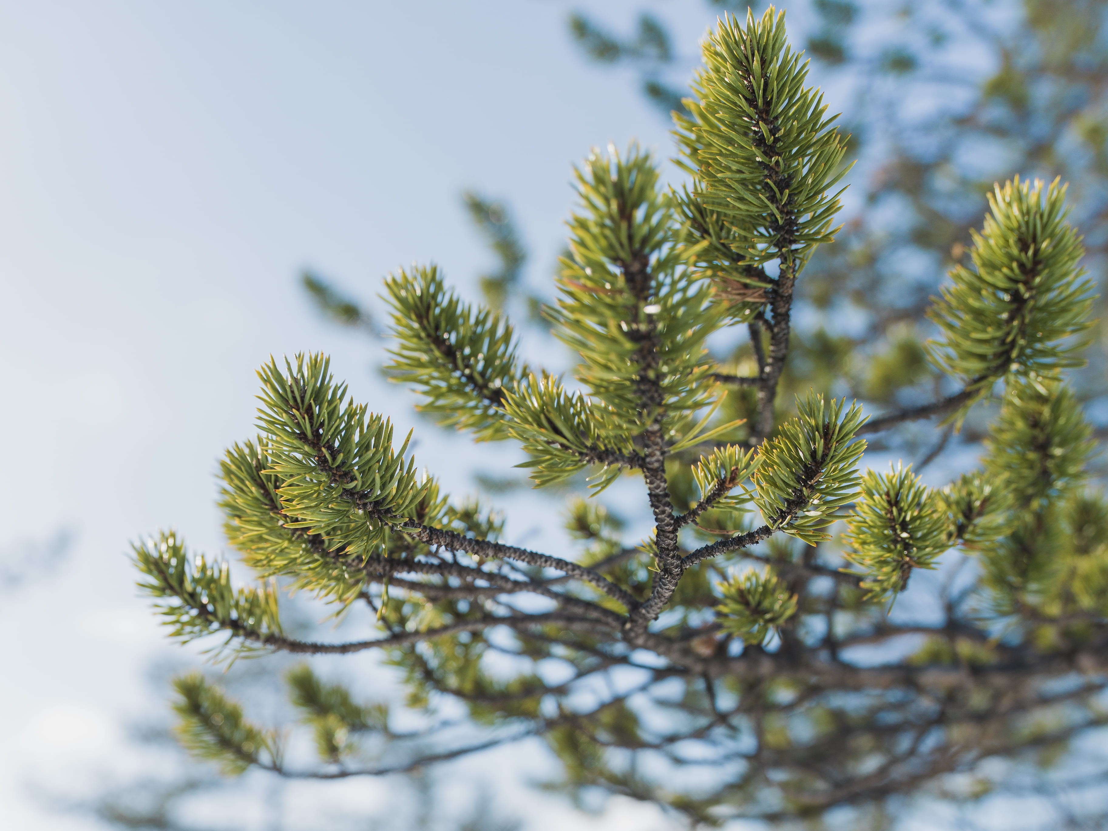 art lasovsky, sky, close-up, tree, north, day, fir tree, snow, no people, tranquility, needle - plant part, pine tree, green color, hasselblad, scandinavia, HD Wallpaper