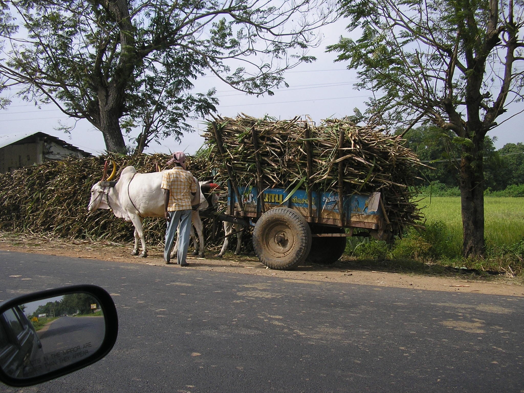tire, cattle, mode of transportation, transport, livestock, Bullock Cart, working animal, domestic, mammal, herbivorous, motor vehicle, thanjavur, loaded, HD Wallpaper