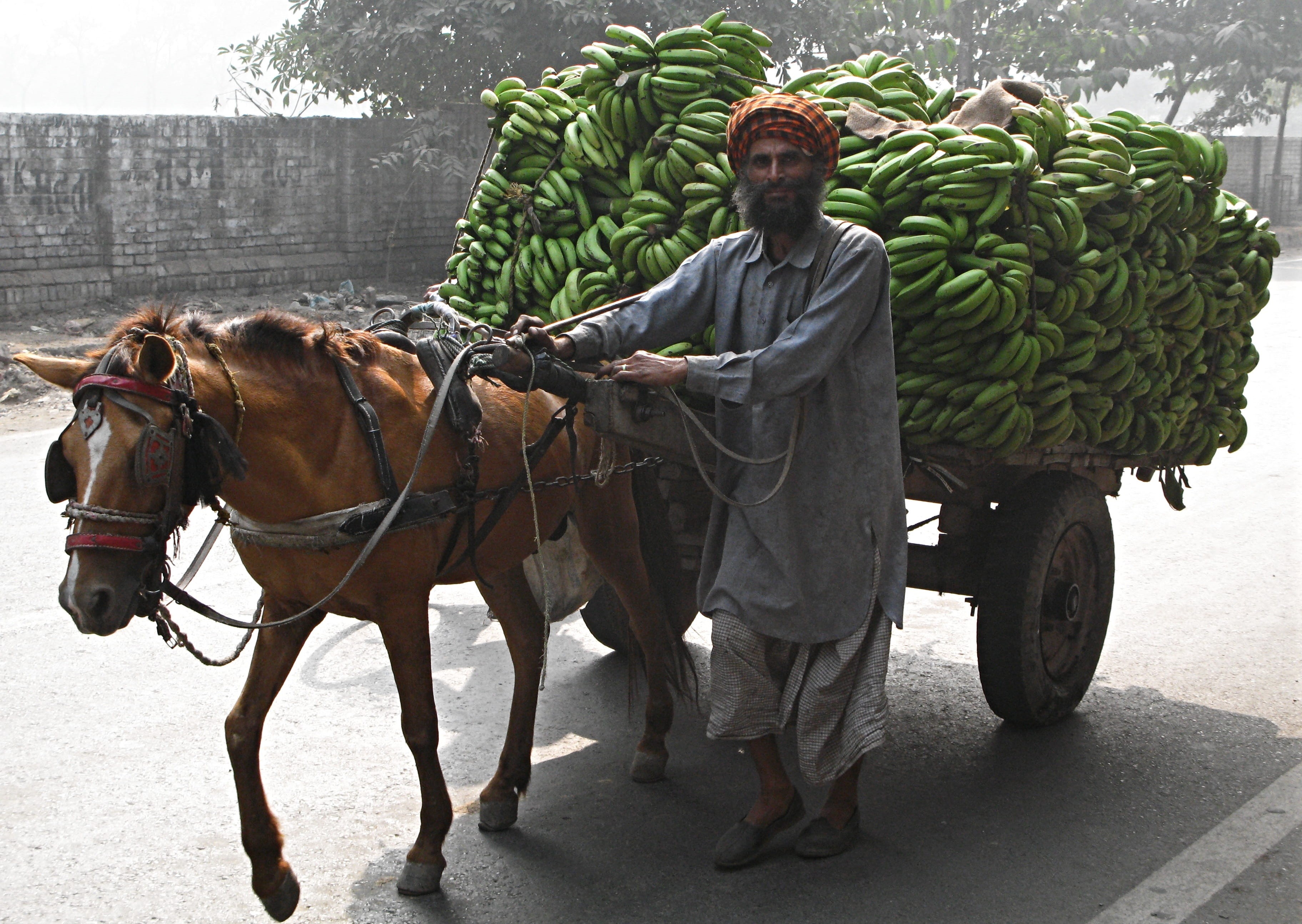 transportation, full length, real people, india, cart, bananas, local transport, one animal, domestic, horse, domestic animals, standing, 2K, one person, HD Wallpaper