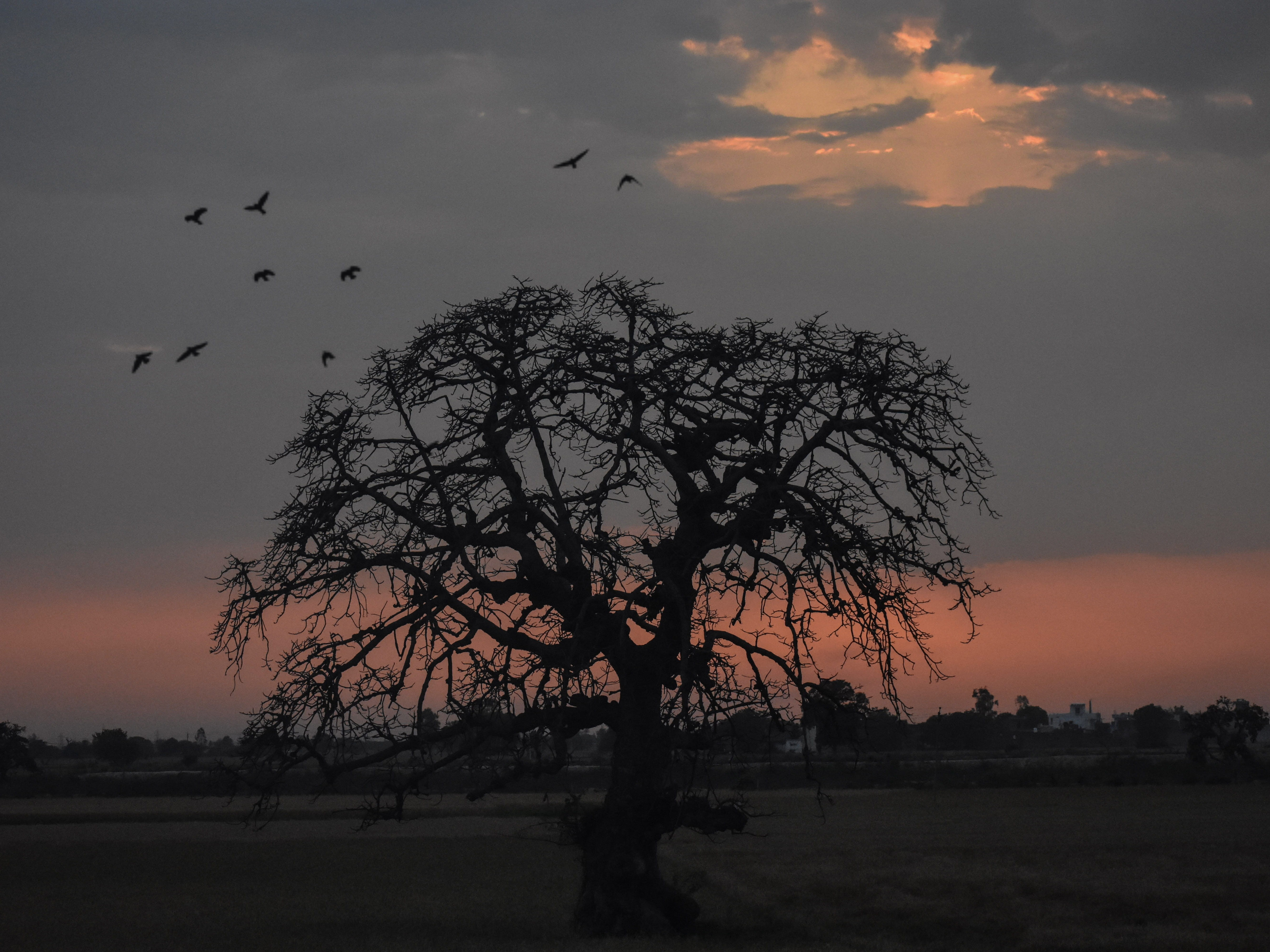 animal, sky, aesthetic, horizon, 2018, beauty in nature, pink, beautiful, vertebrate, bare tree, bird, outdoors, sunrise, punjab, birds, silhouette, HD Wallpaper