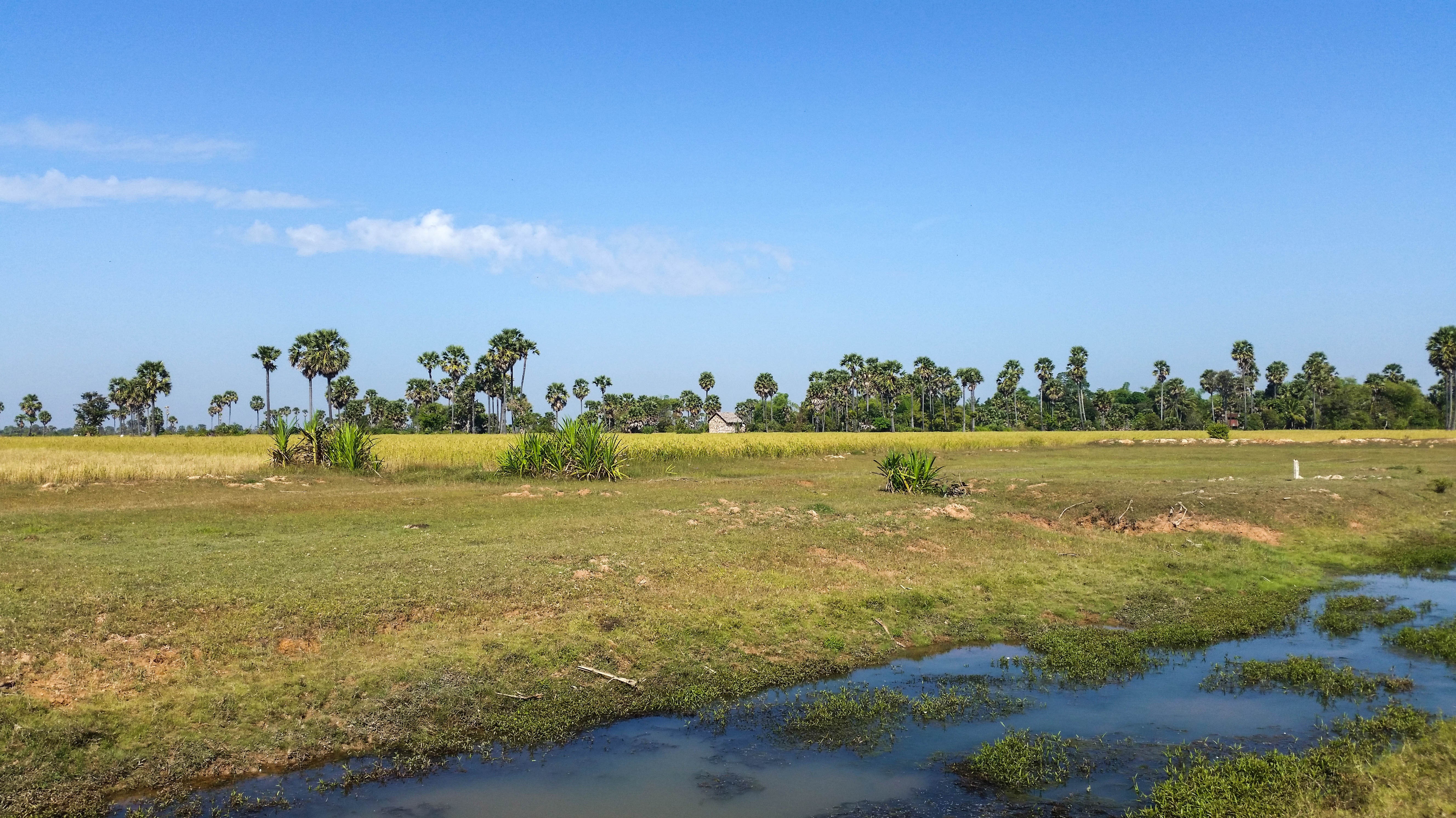 palm trees, no people, rice fields, siem reap, nature, plant, green color, beauty in nature, asia, blue, outdoors, cambodia, province, grass, tranquility, HD Wallpaper