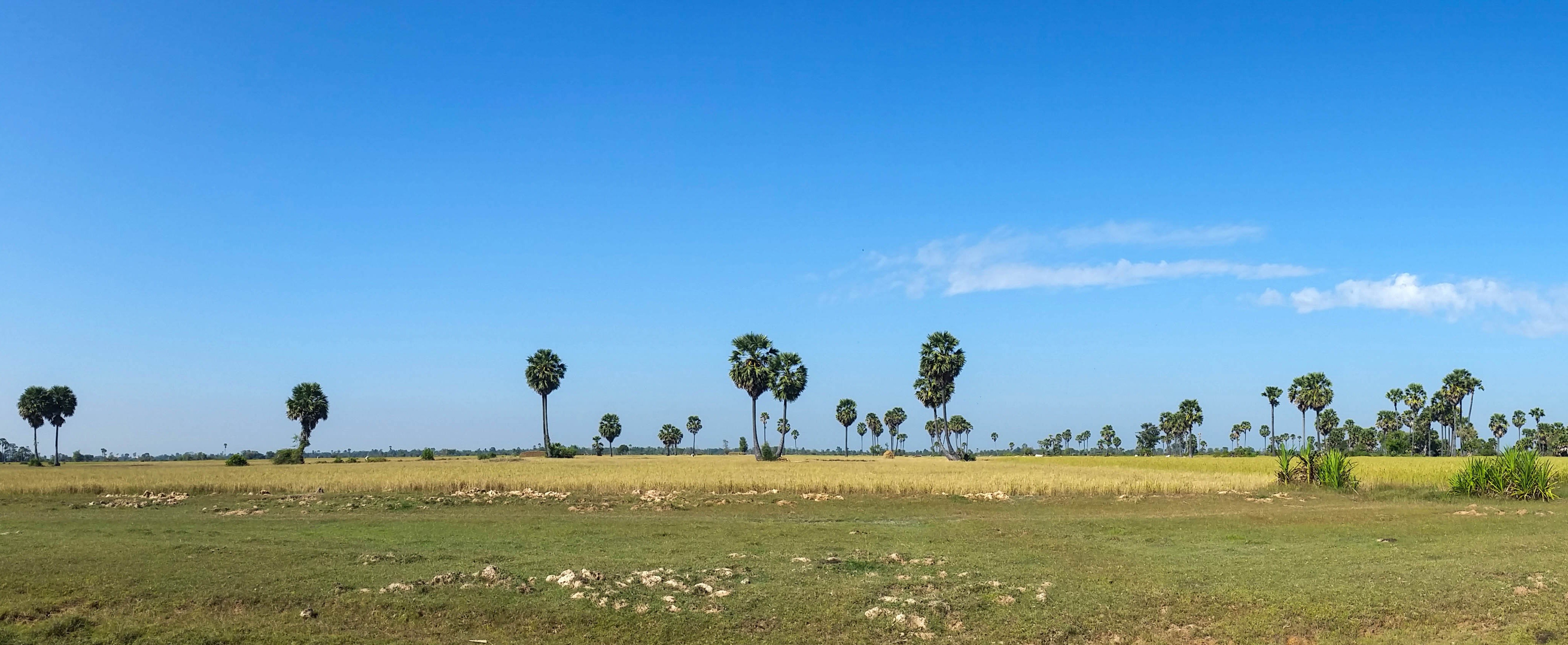 tranquil scene, sky, asia, tree, 4K, palm trees, blue, semi-arid, copy space, plain, grass, nature, landscape, outdoors, tranquility, no people, cloud - sky, HD Wallpaper