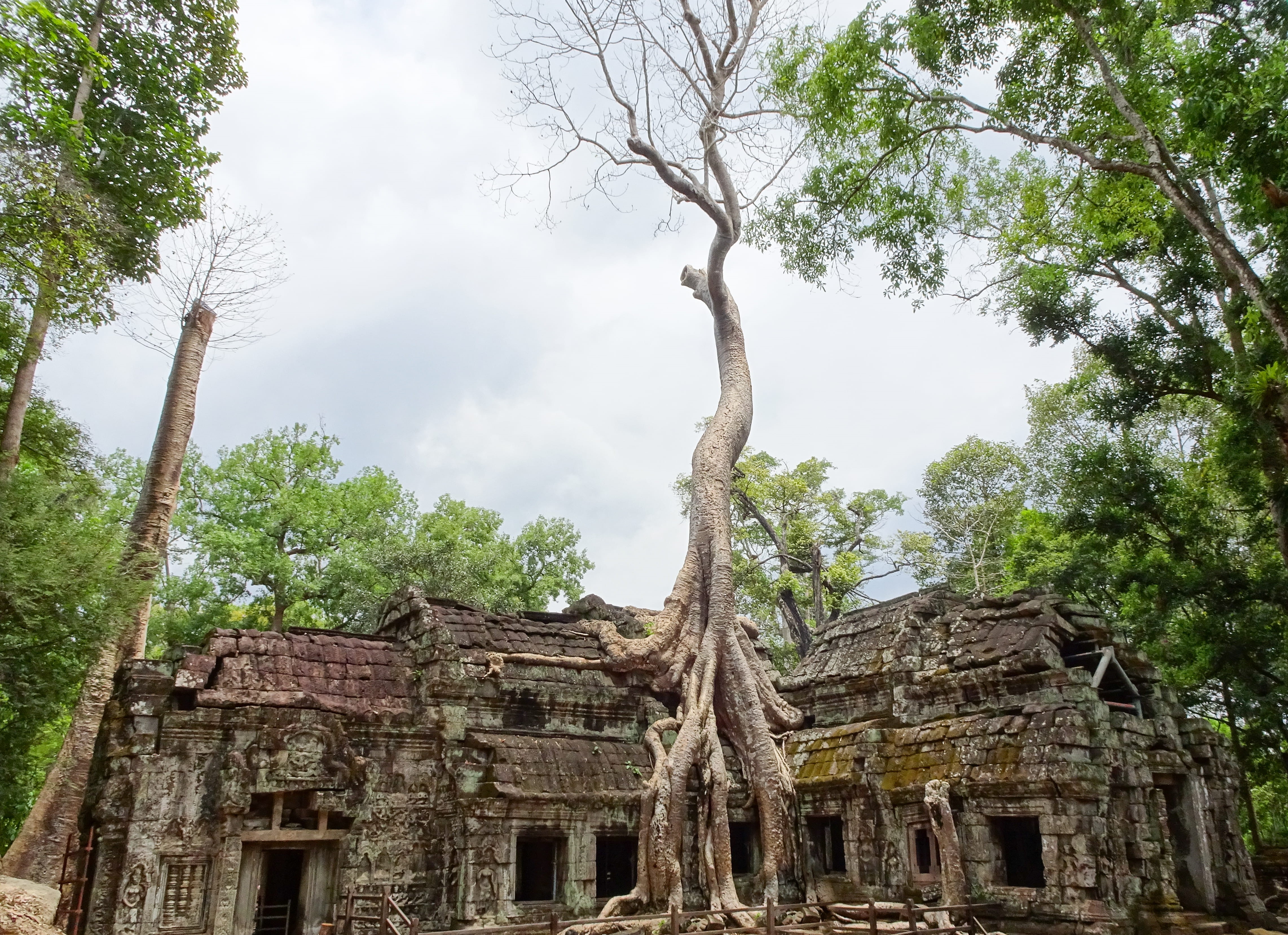 wood, nature, belief, religion, land, ta prohm, ancient temple, ancient civilization, ruins, seam reap, wall, house, daytime, plant, history, vegetation, HD Wallpaper