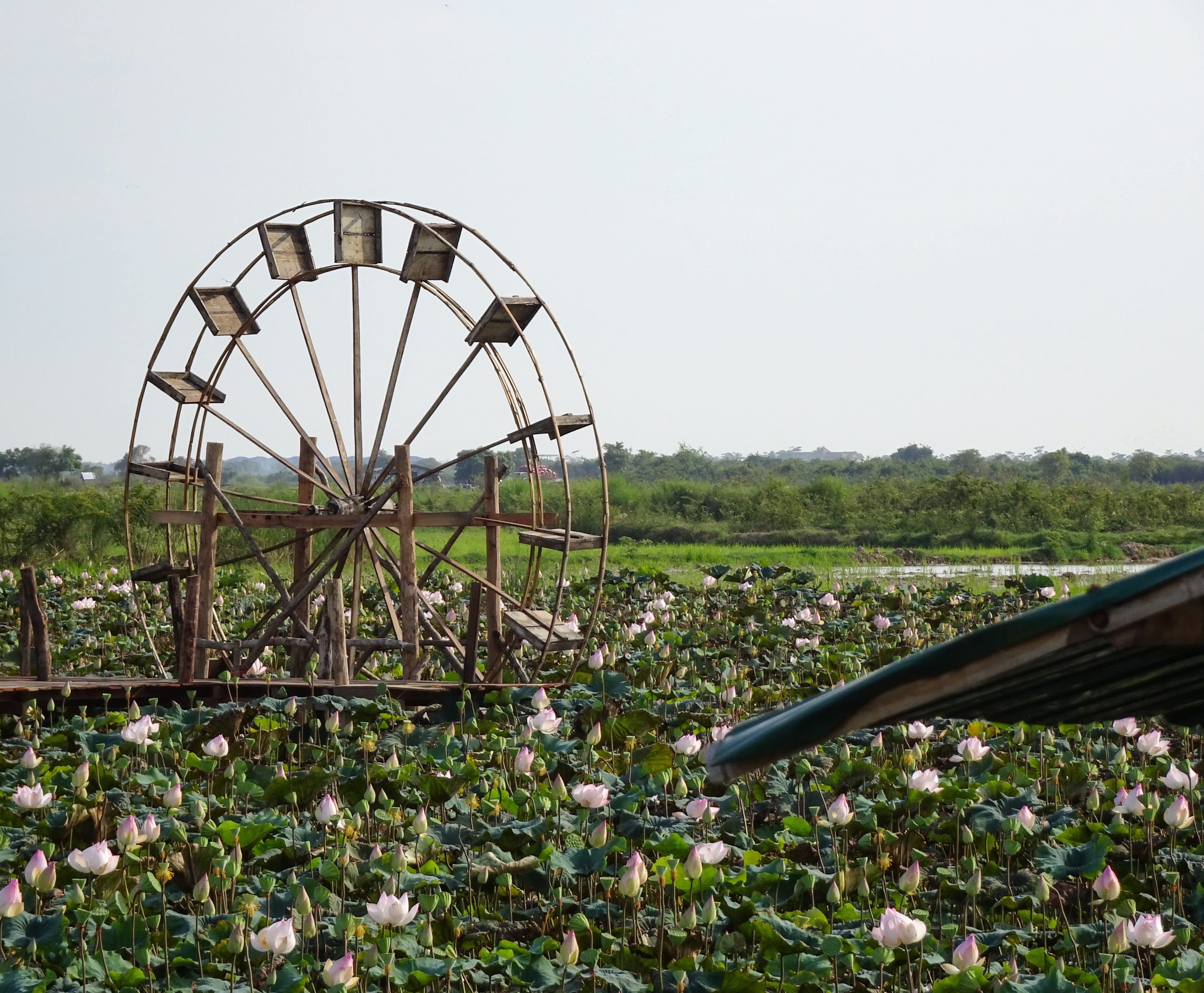 clear sky, ferris, tree, metal, transportation, cambodia, siem reap, outdoors, day, brown, building, land, no people, coaster, lotus blossoms, sky, built structure, HD Wallpaper