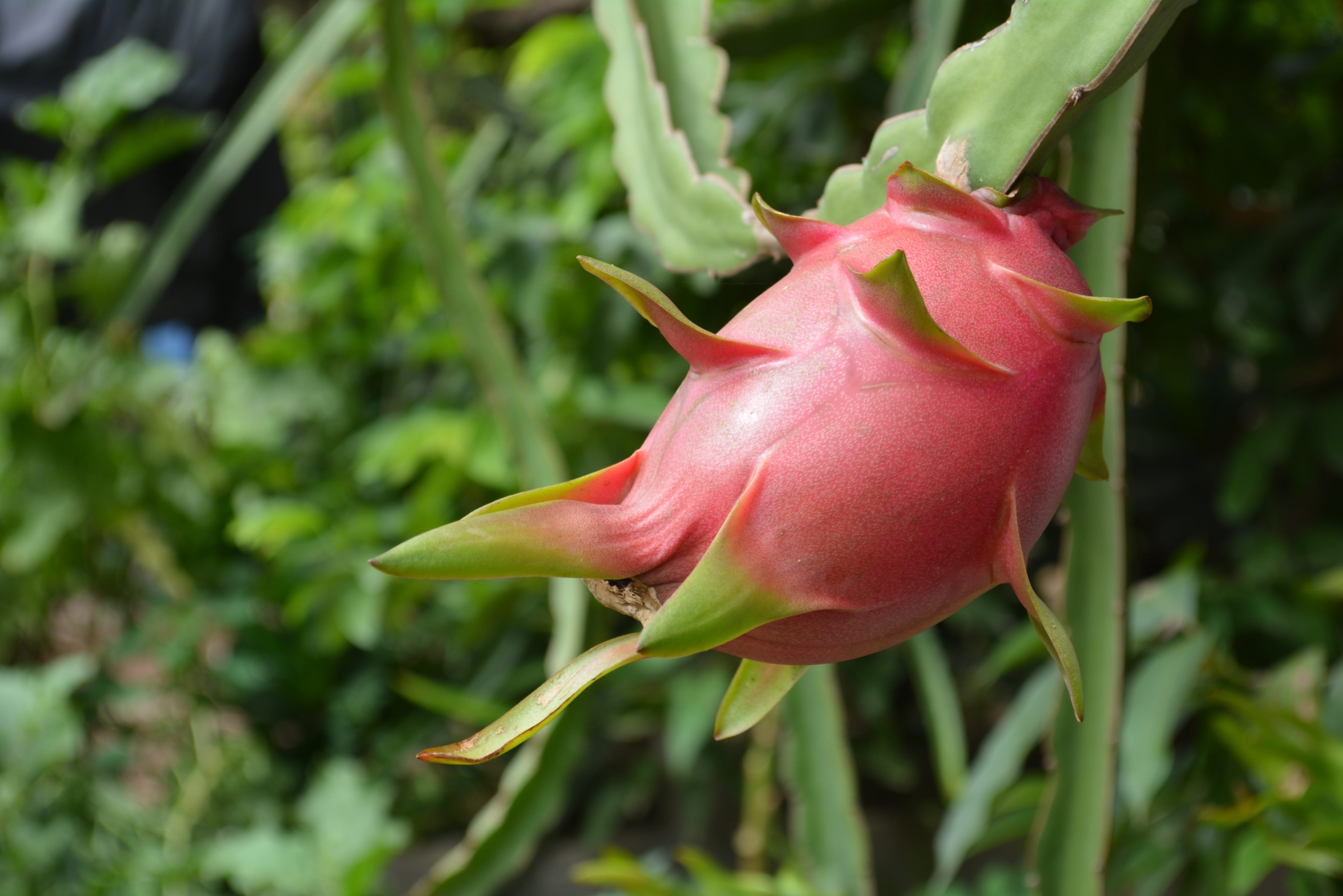 Ripe, growth, green color, inflorescence, close-up, fruit, cambodia dragon fruit, plant, flowering plant, flower, sepal, kimseng, day, nature, outdoors, HD Wallpaper