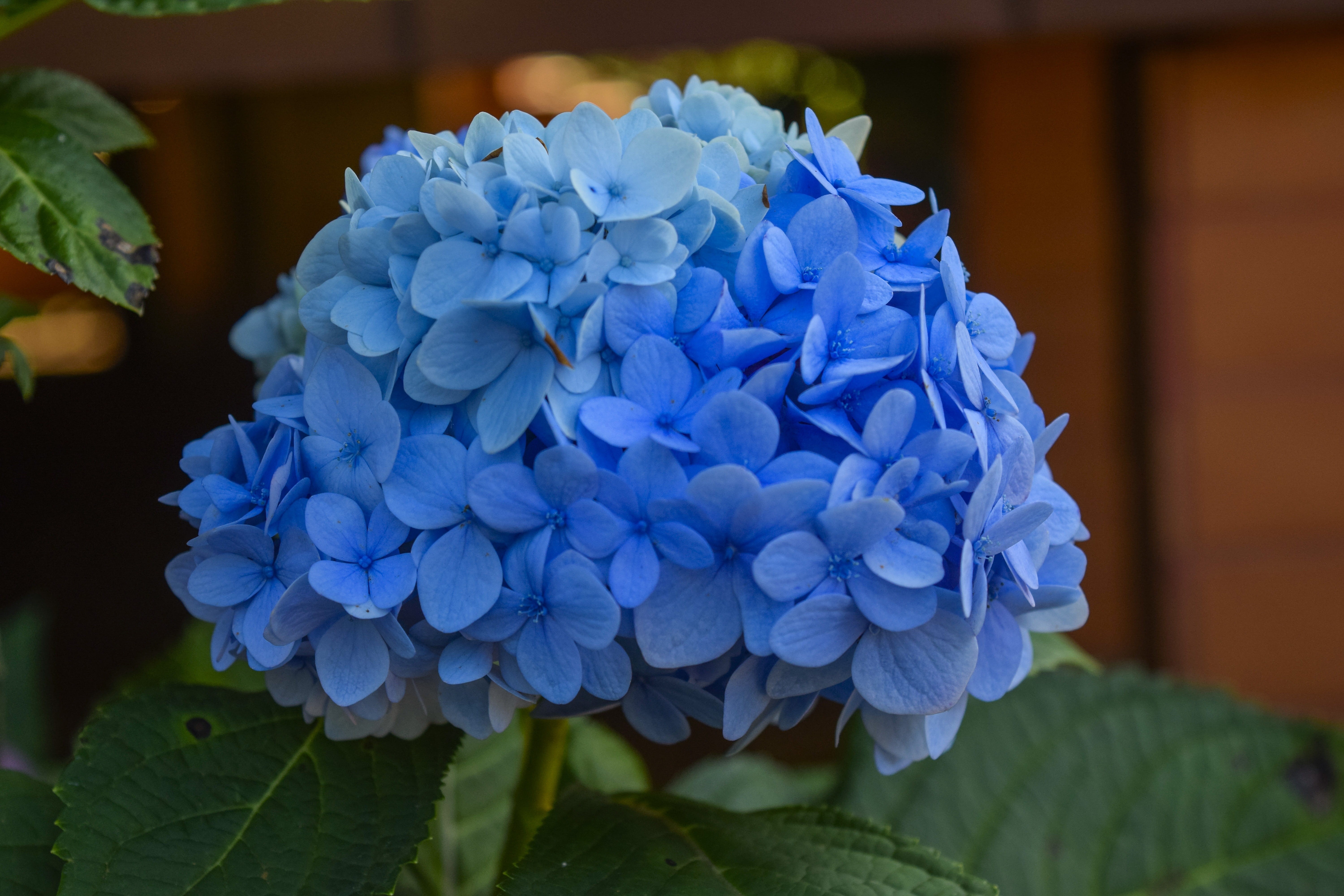 inflorescence, hyacinth, flora, blue, khmer, flower, no people, growth, fragility, petal, close-up, bloom, bunch of flowers, springtime, flower head, focus on foreground, HD Wallpaper