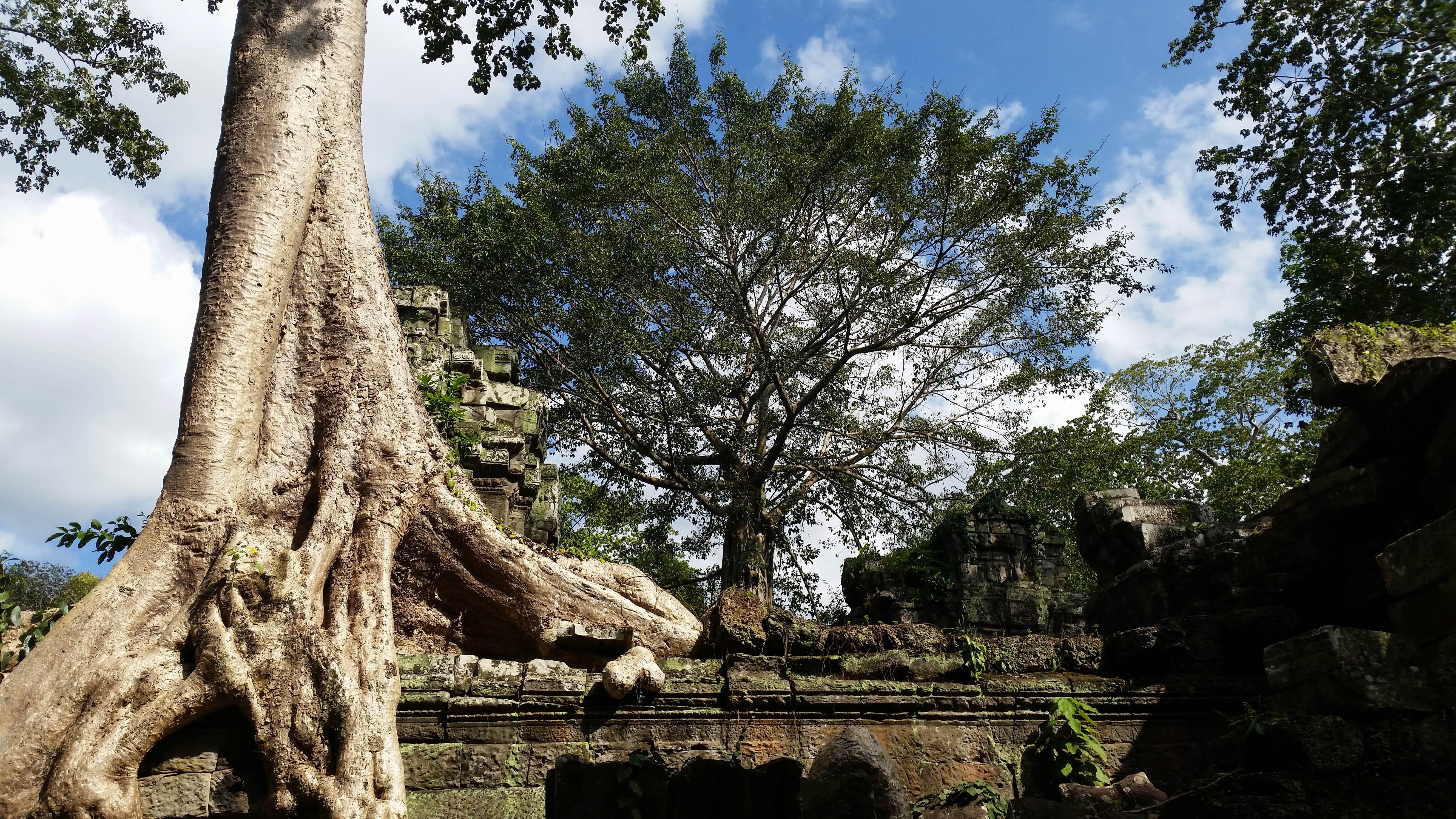 built structure, the past, growth, cloud - sky, tranquility, angkor, root, history, trees, no people, 5K, architecture, tree trunk, ancient civilization, HD Wallpaper