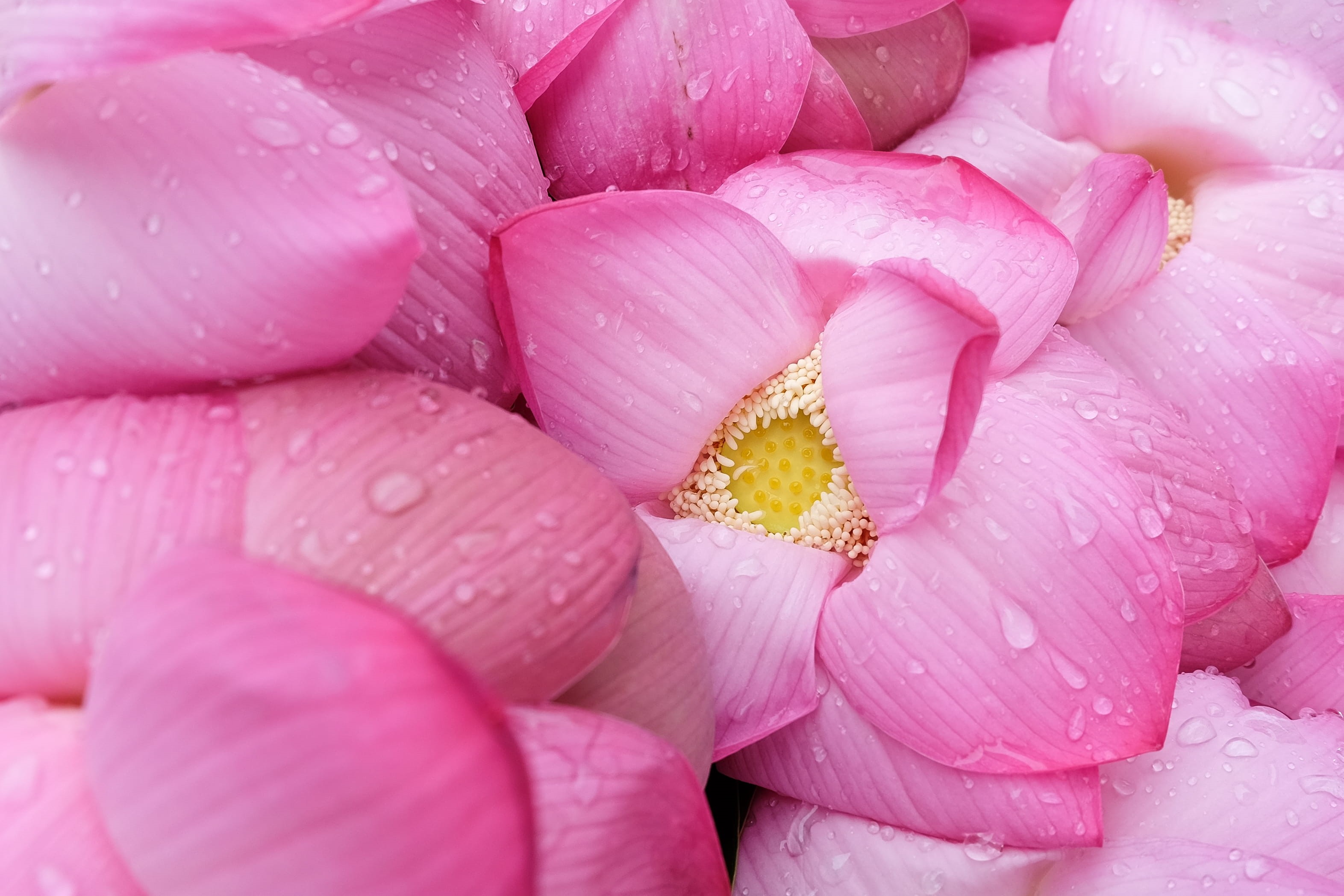 dew drop, lotu, shwedagon, botany, yangon, backgrounds, petal, nature, blossom, flora, bloom, macro, 2K, water Lily, leaf, freshness, fresh, pagoda, close-up, HD Wallpaper