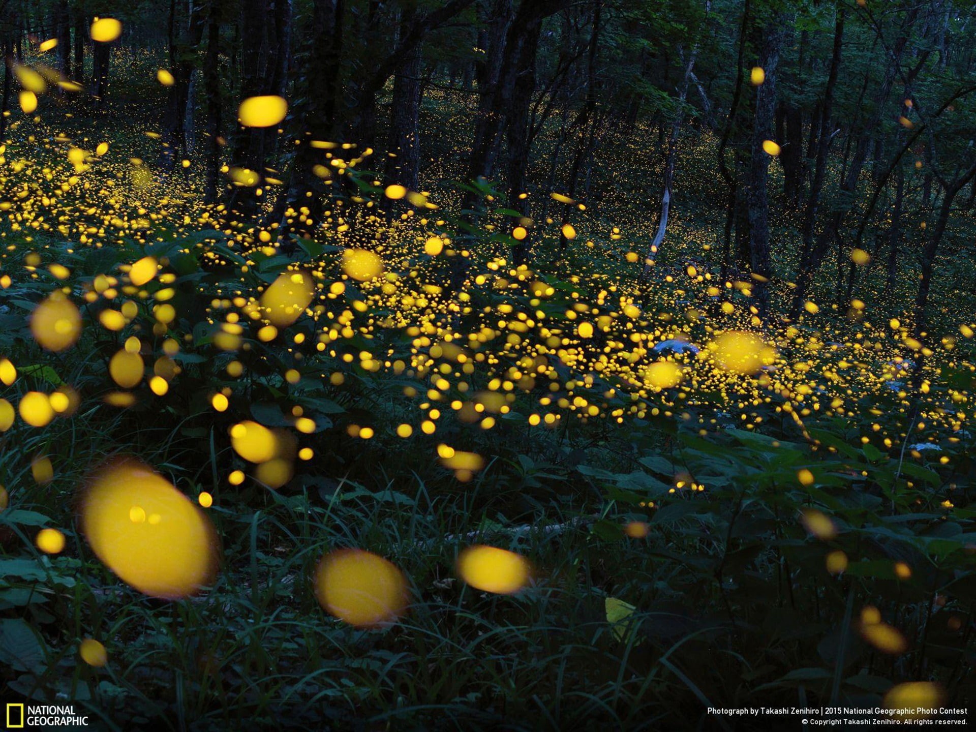 tree, nature, freshness, forest, beauty in nature, plant, close-up, iwate, flowers, petaled, flower, branch, national, yellow, firefly, flowering plant, HD Wallpaper