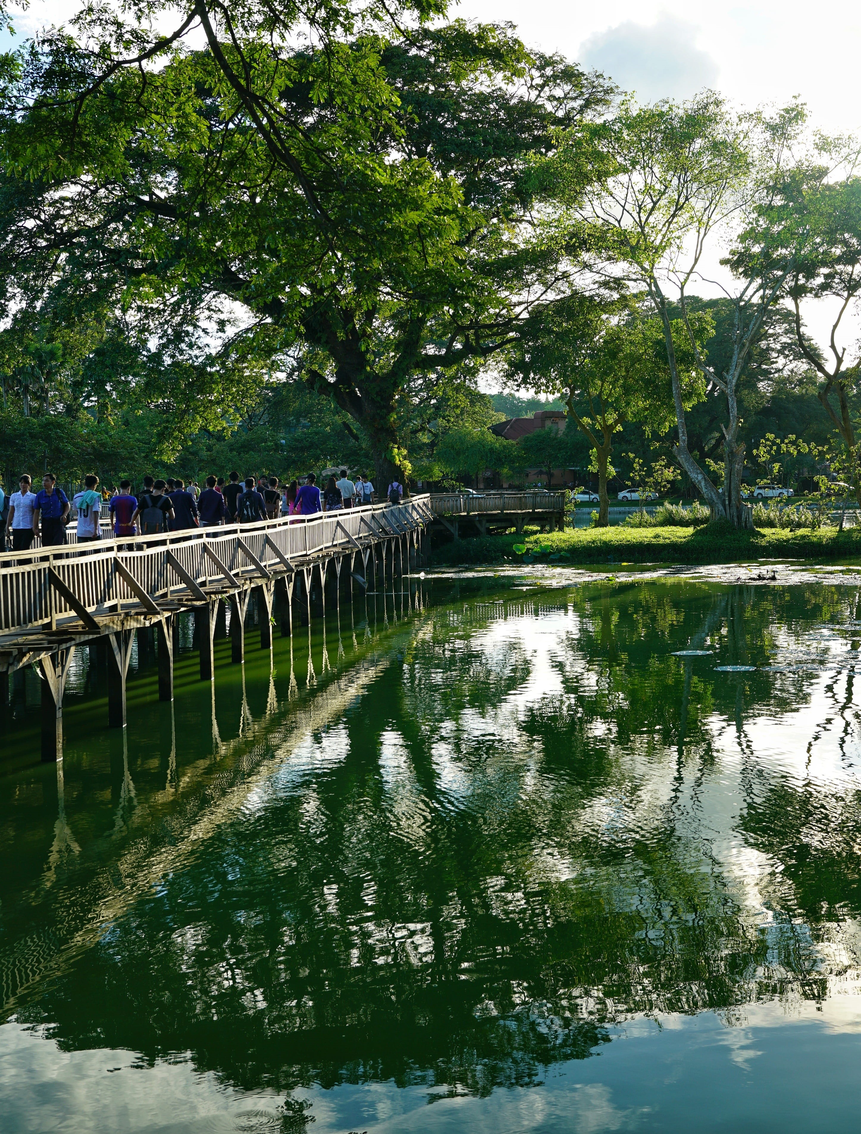 architecture, growth, waterfront, connection, built structure, yangon, beauty in nature, tranquility, water, nature, no people, burma, tree, plant, lake, Phone HD Wallpaper