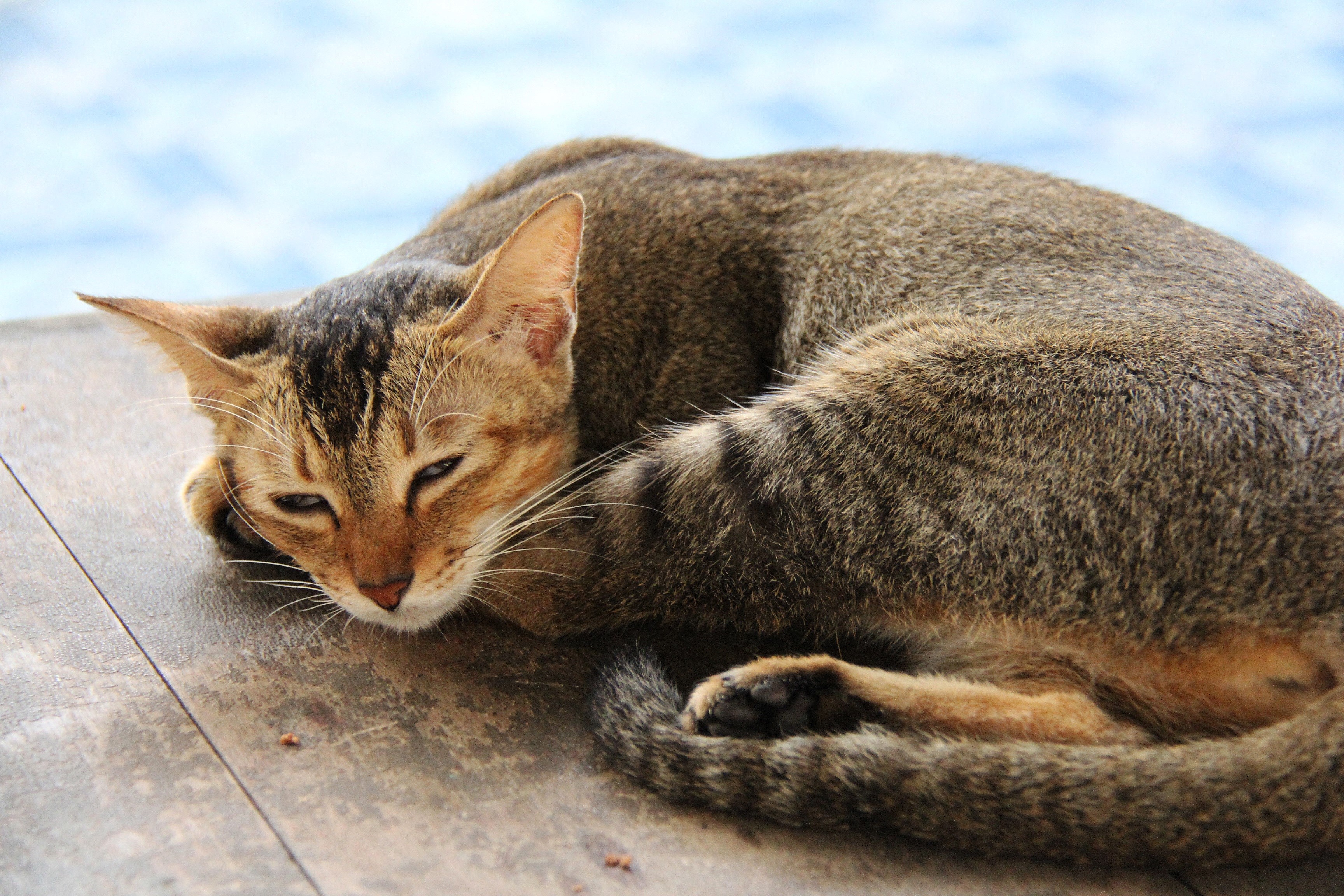 sleeping, asia, cat, sweet, lovely, vertebrate, relaxation, travel, cute, mammal, resting, lying, close-up, one animal, floor, focus on foreground, lying down, HD Wallpaper