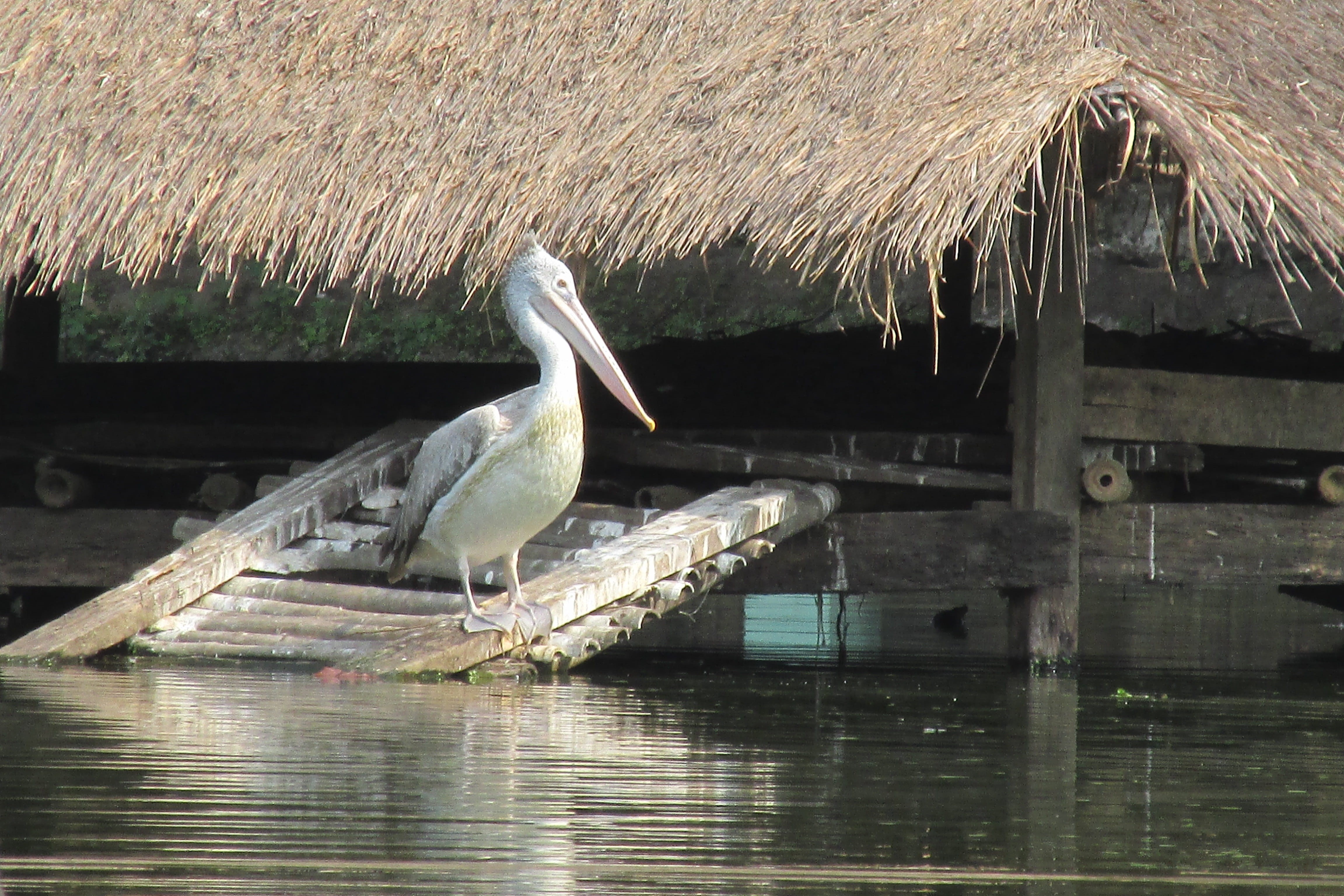roof, lake, Bird, built structure, one animal, vertebrate, day, yangon, Myanmar, heron, no people, Zoo, travel, animal themes, waterfront, water, 4K, animals in the wild, HD Wallpaper