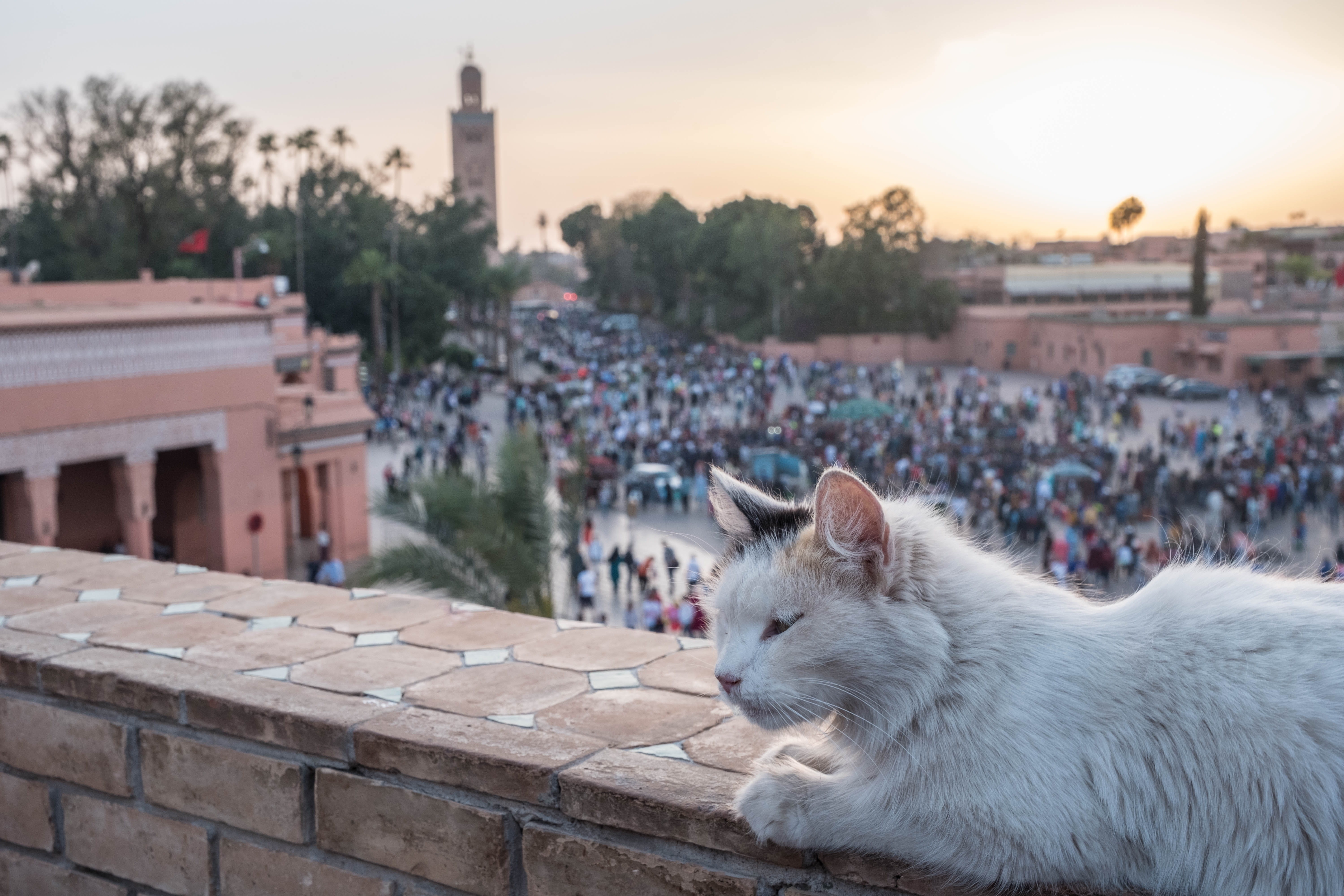 cats, life, djema, city, one animal, people, marrakech, cityscape, building, pets, street, built structure, building exterior, architecture, 5K, animal, HD Wallpaper